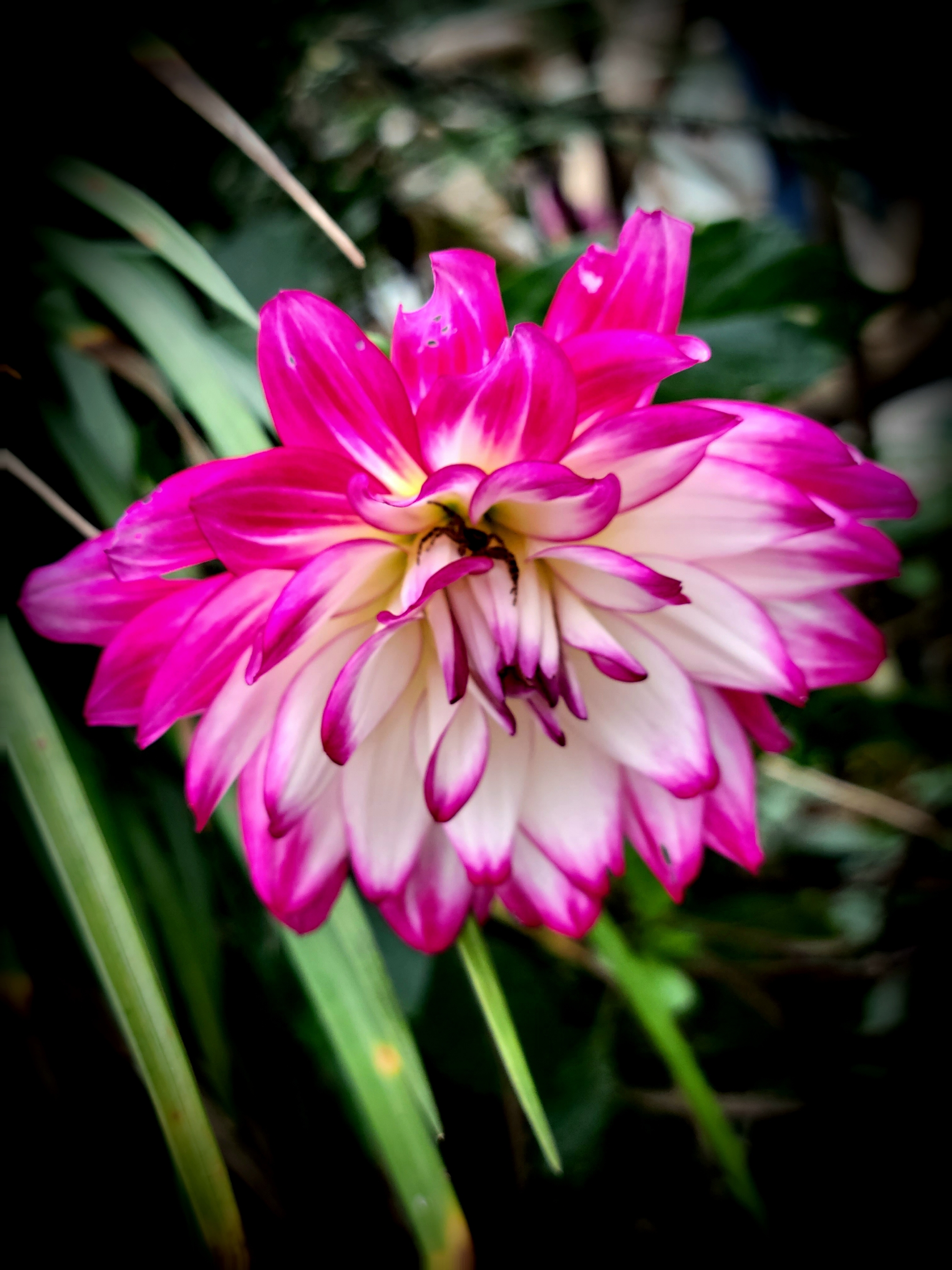 【首发】大丽菊