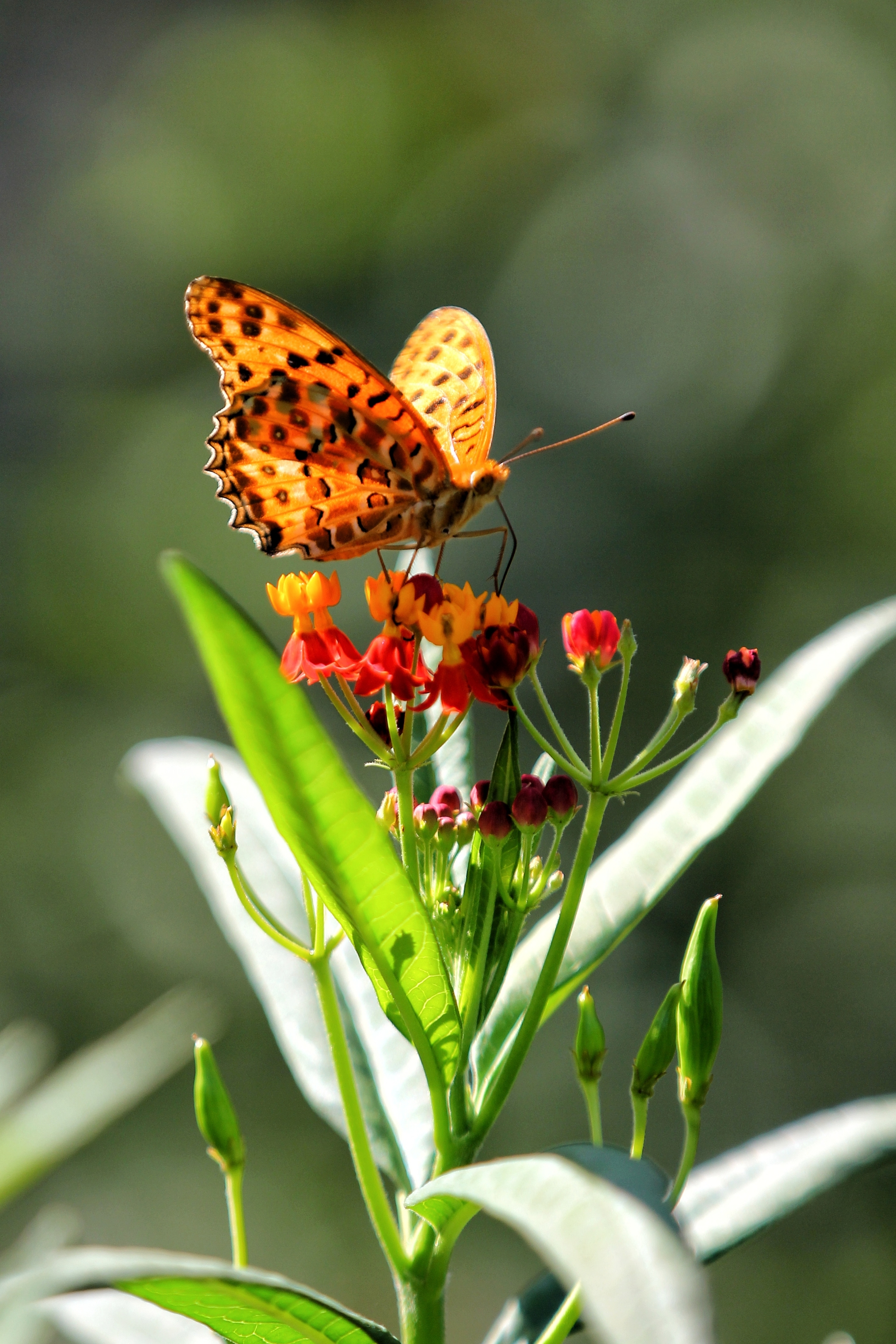 蝴蝶恋上花的美(2一2)