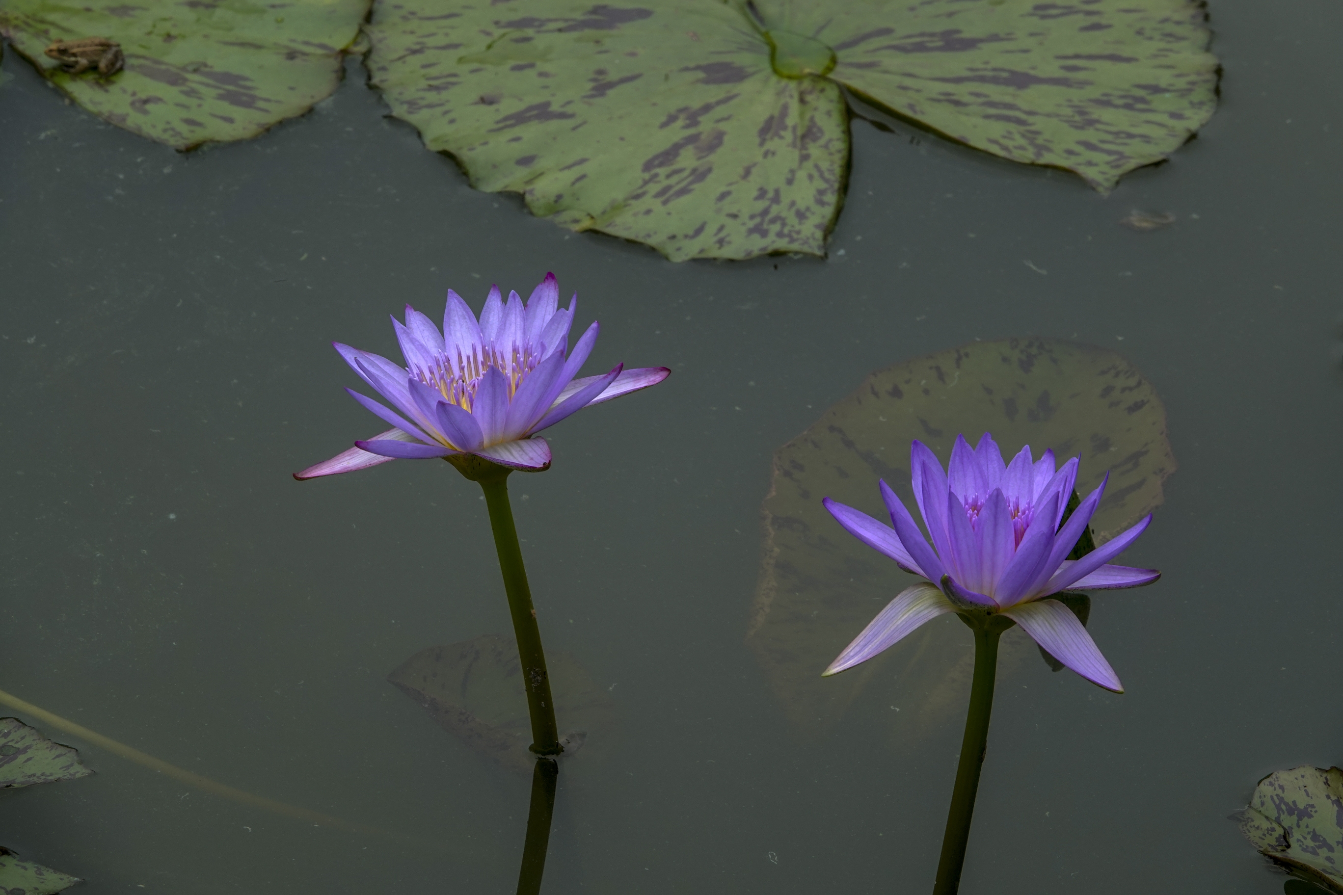 【首发】五彩莲花(五)