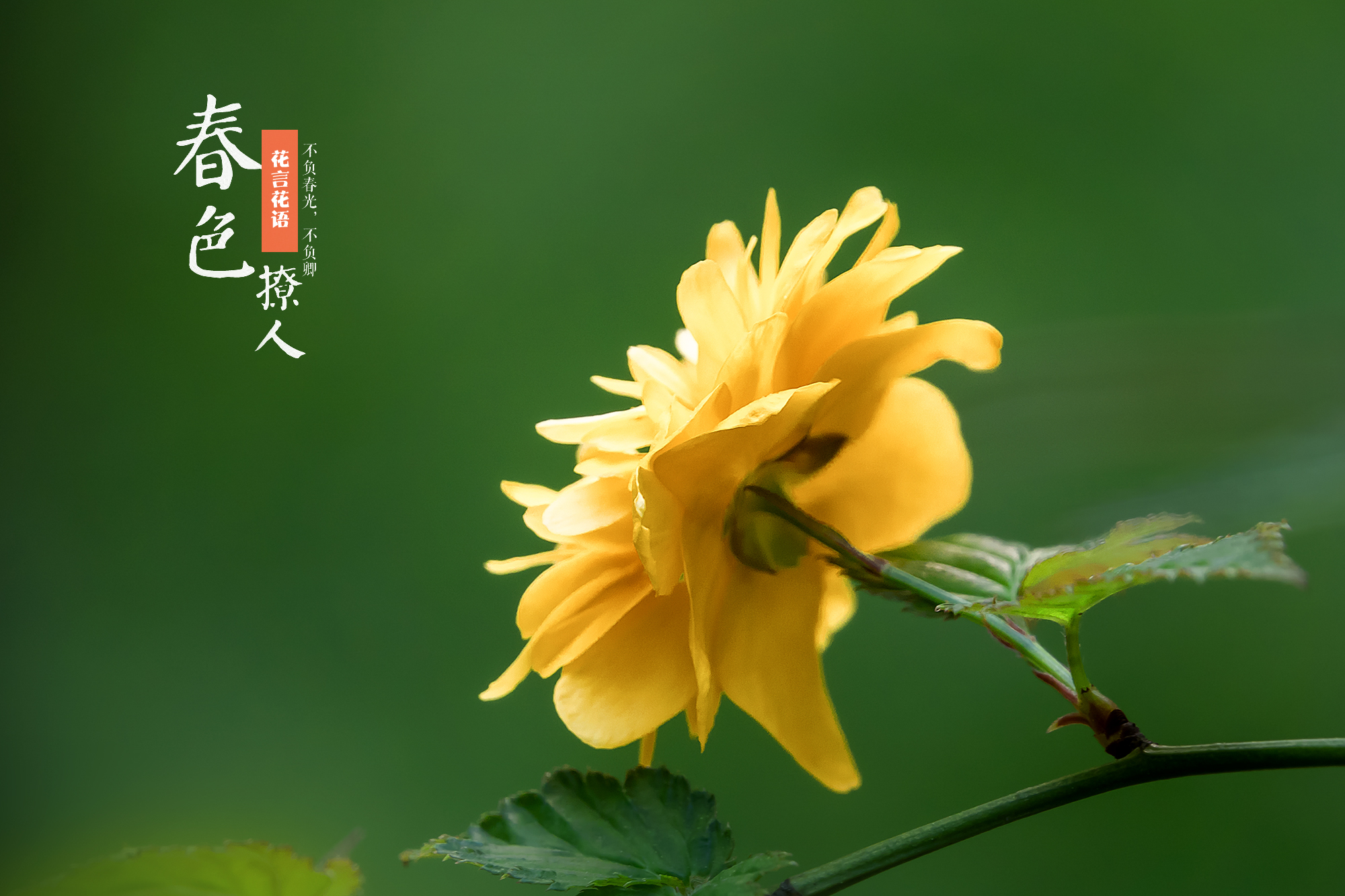 心中栽下一朵花,艳丽夺目且无暇.