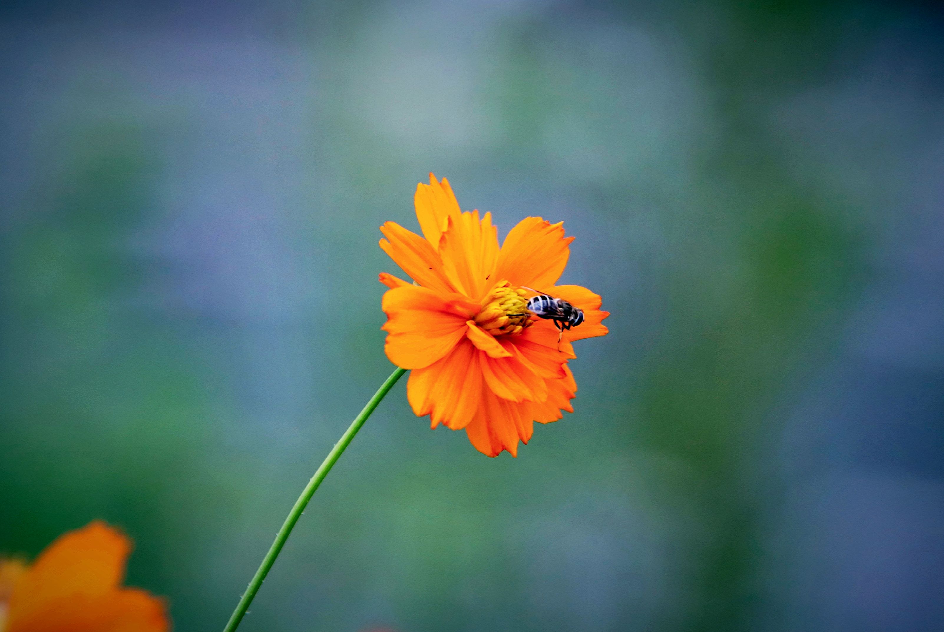 【首发】黄秋英(1)