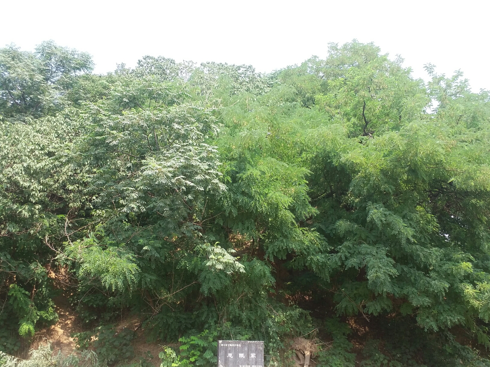 思陵冢曹植墓淮阳县城南二环路北