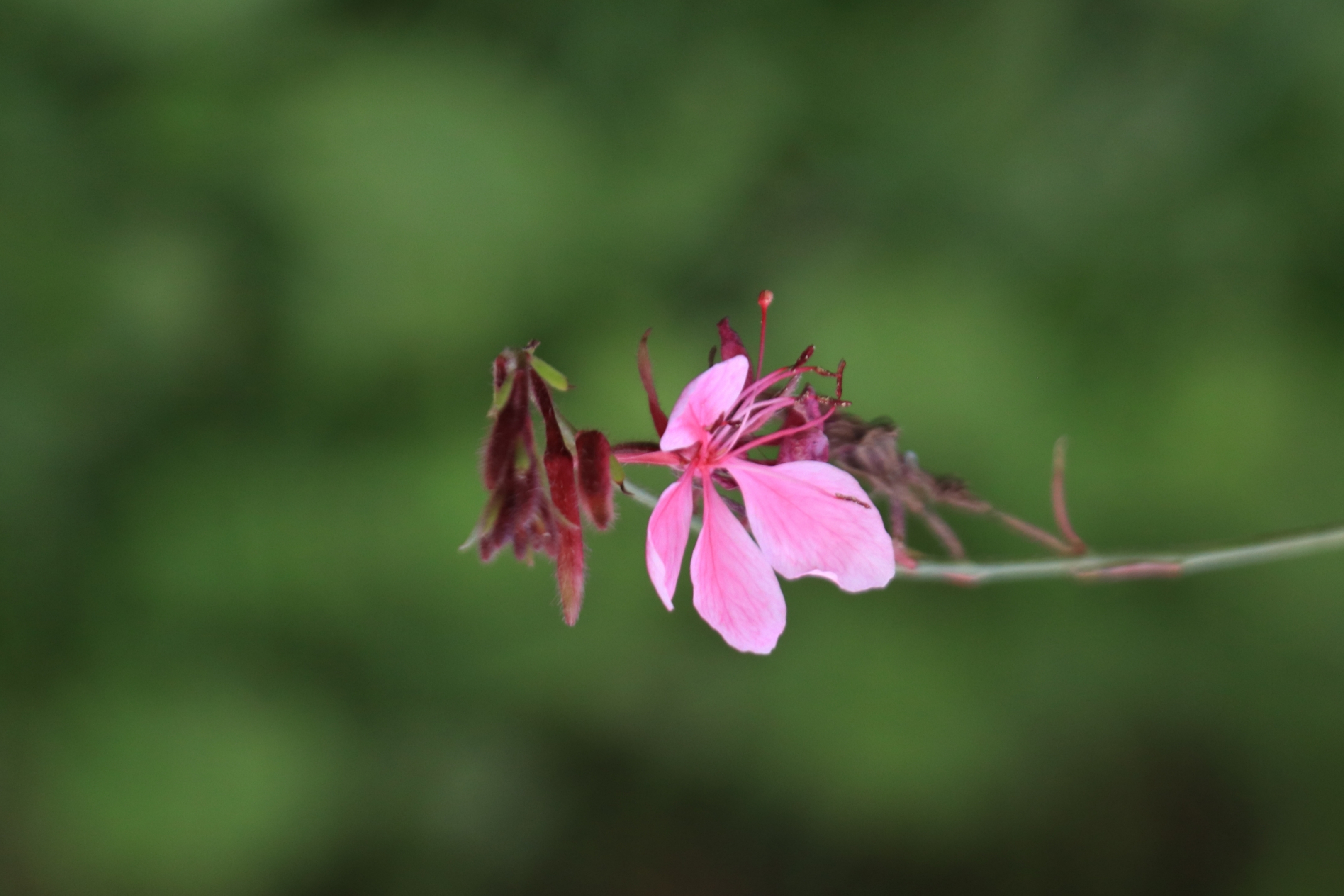 山桃花的样子图片