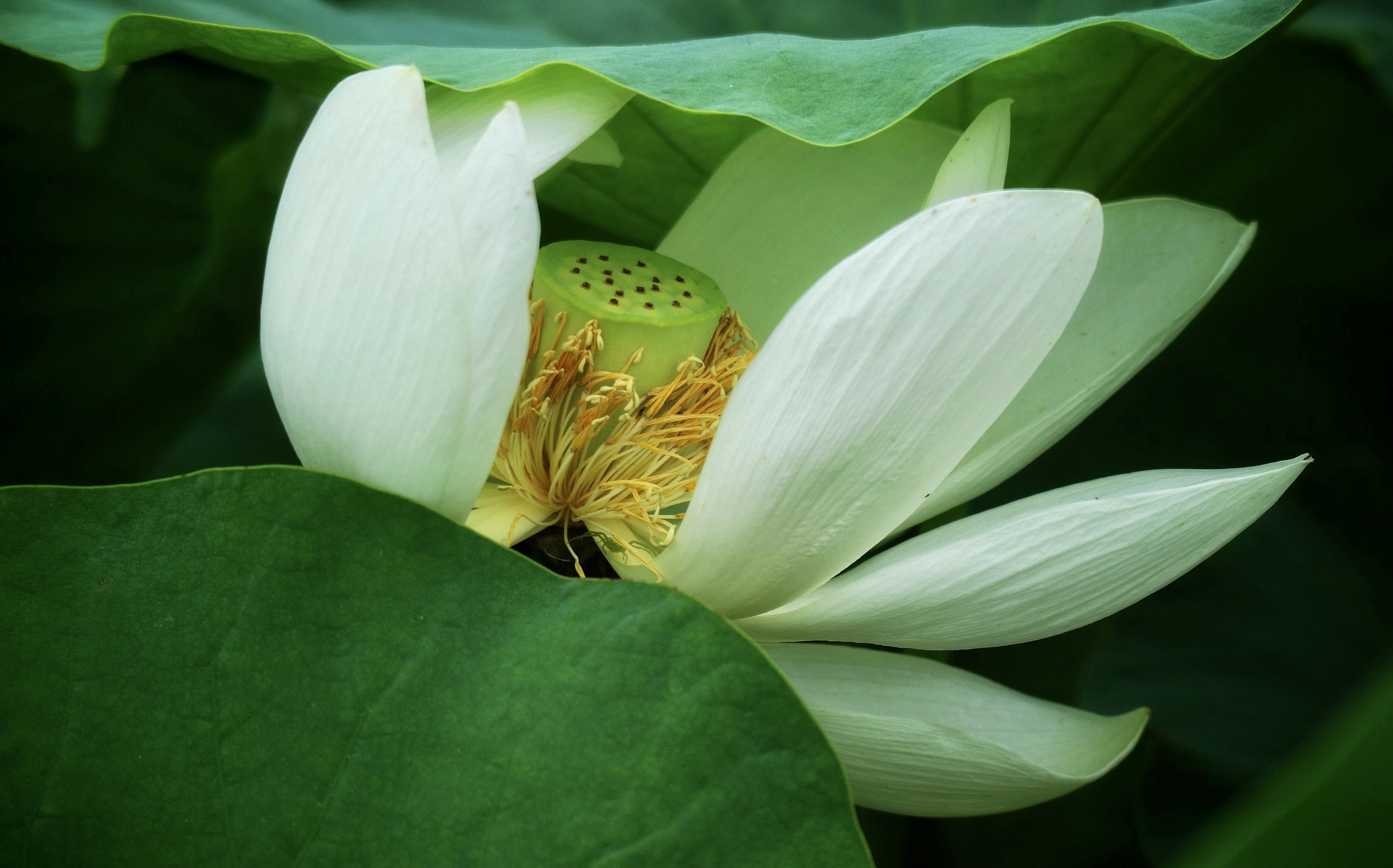 【首发】白莲花迎夏(九)