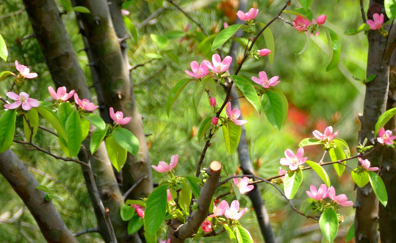 深春四月,奼紫嫣紅花滿枝,綠柳煙波萬木青.