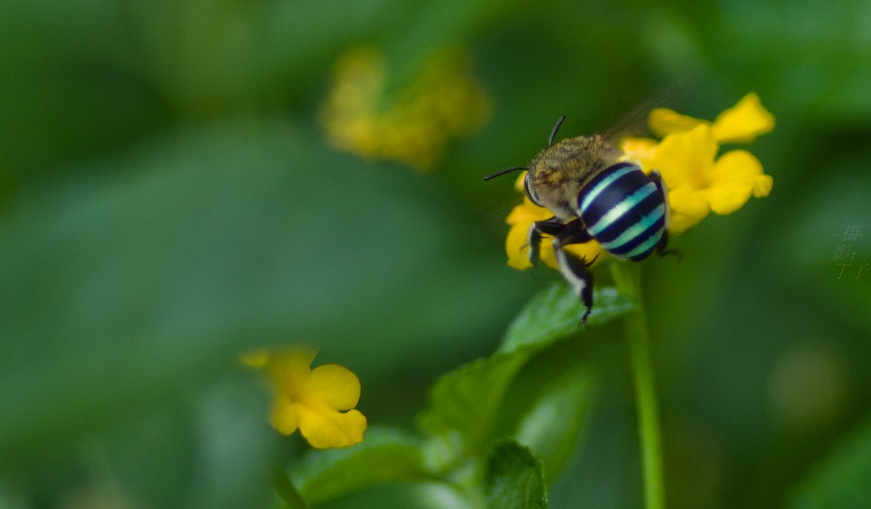蜜蜂 它又出现在花丛中了 它那么胖那么胖那么胖 胖成了圆圆的一团 胖