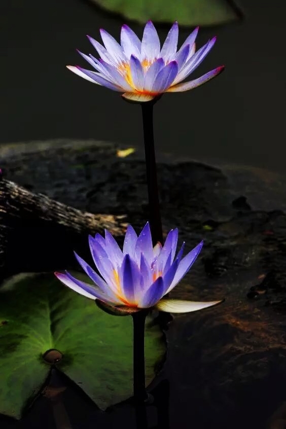 水中莲花心上佛