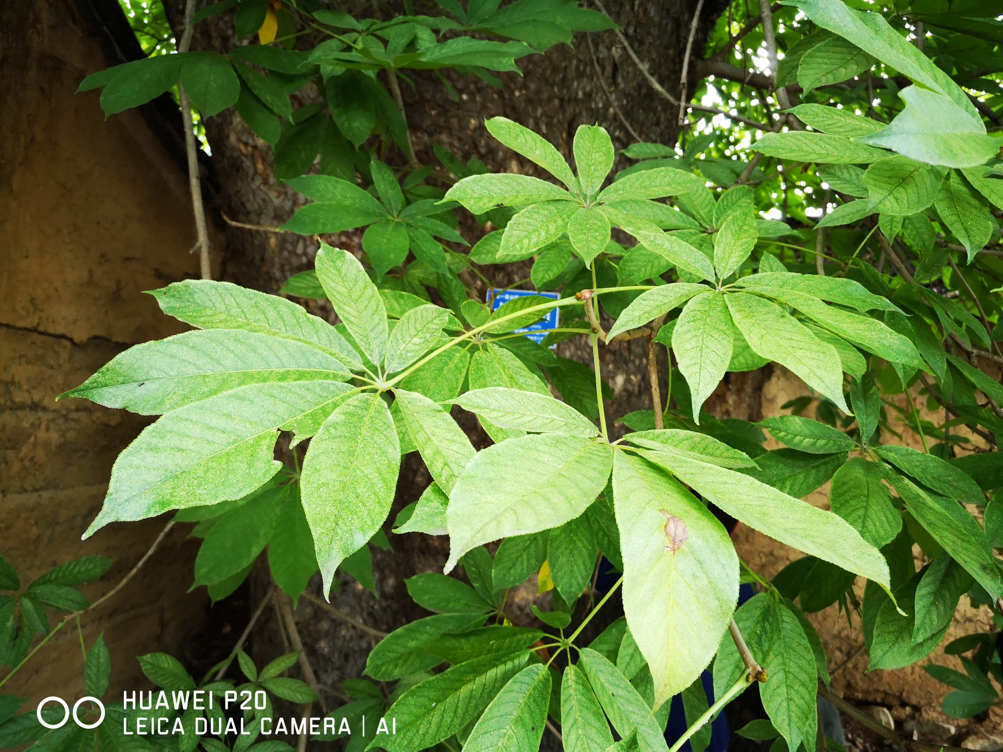 常湾村中赏古树.遥望前川笔架山.满目青山看不够.