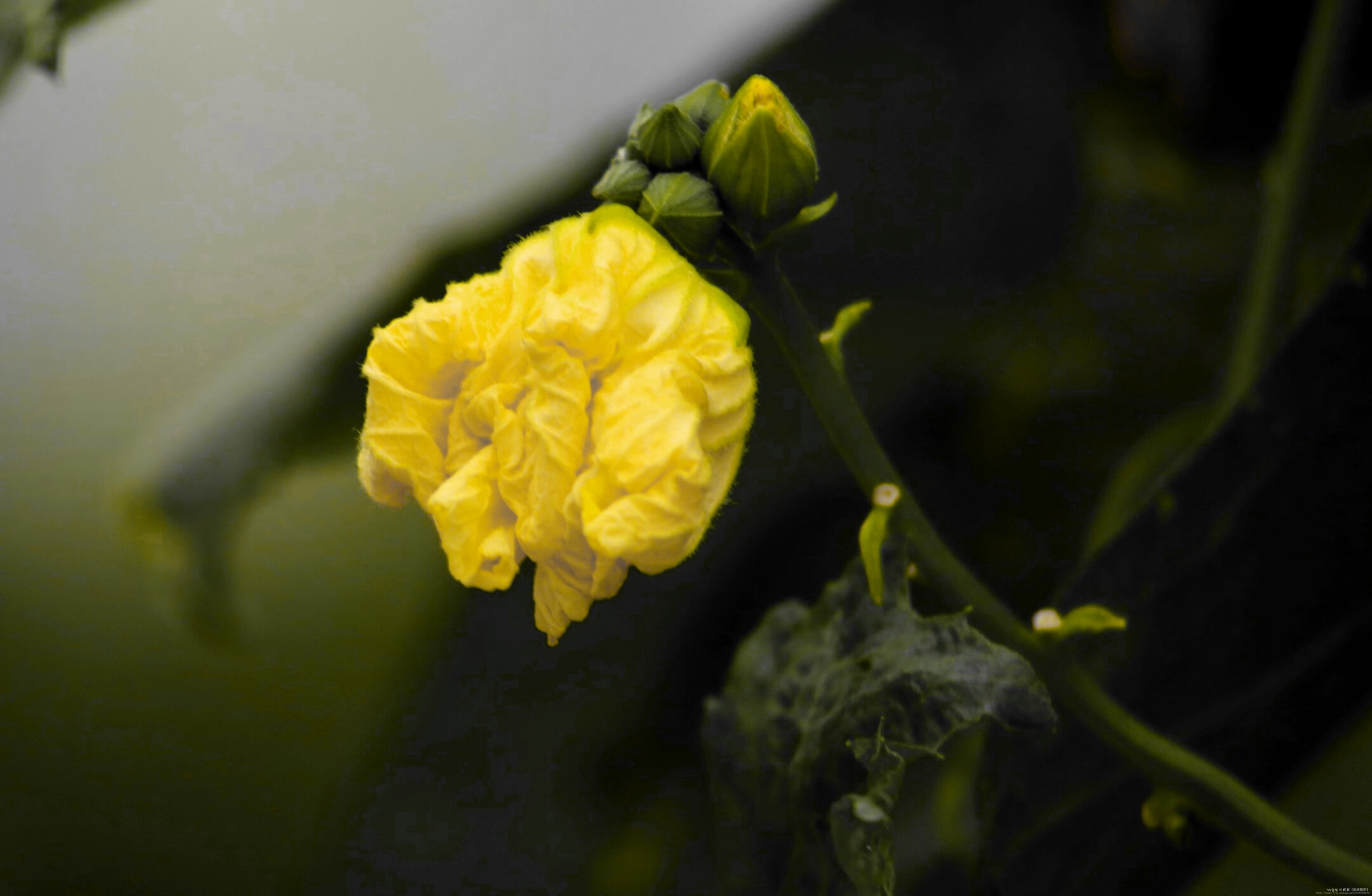 【首发】丝瓜花