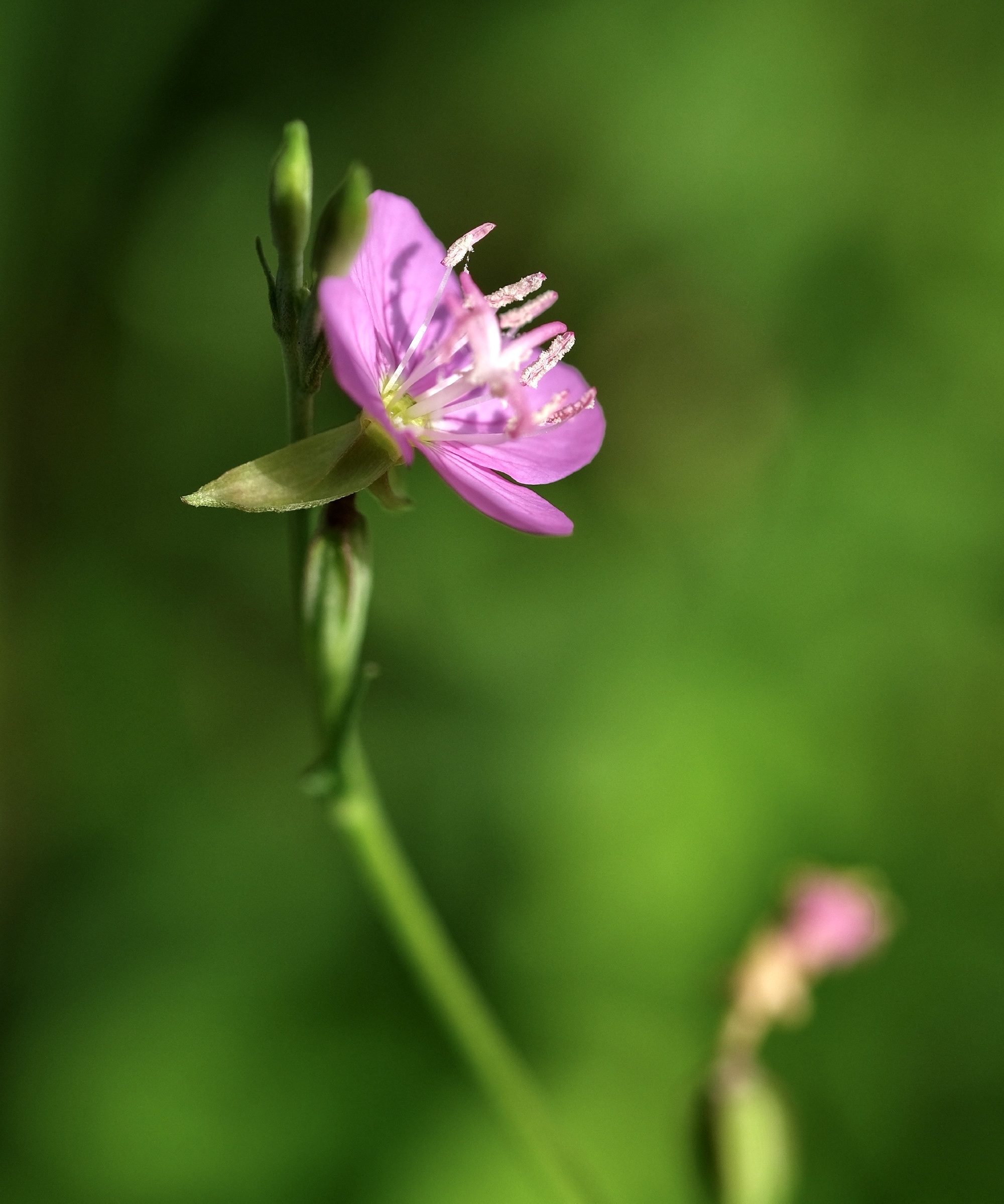 【首发】粉花月见草