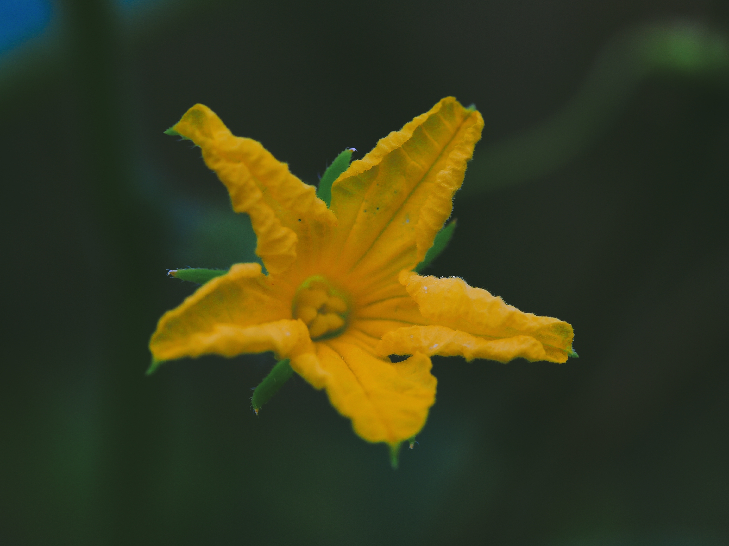 【首发】娇小别致的花 ——黄瓜花