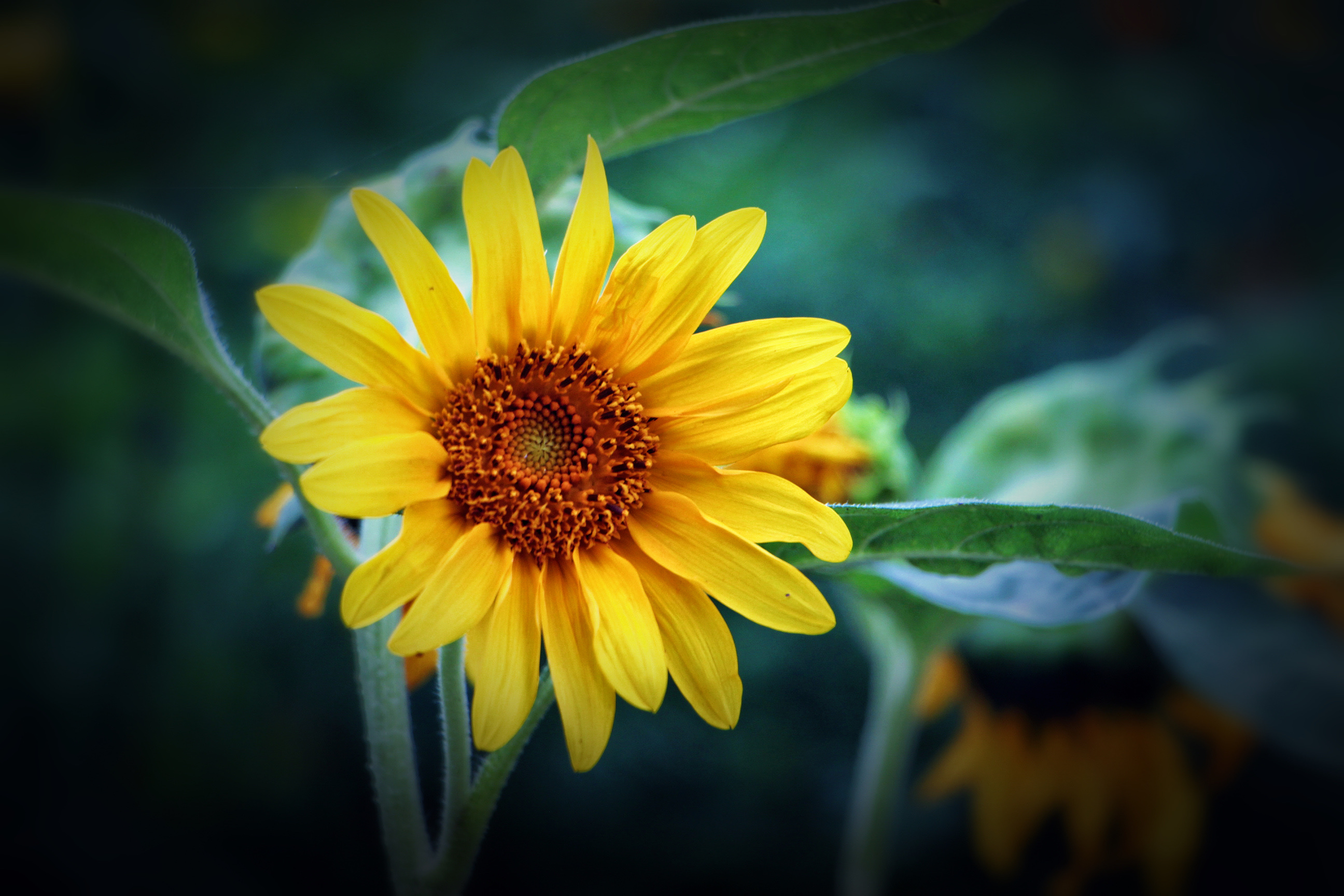 【首发】朝阳花