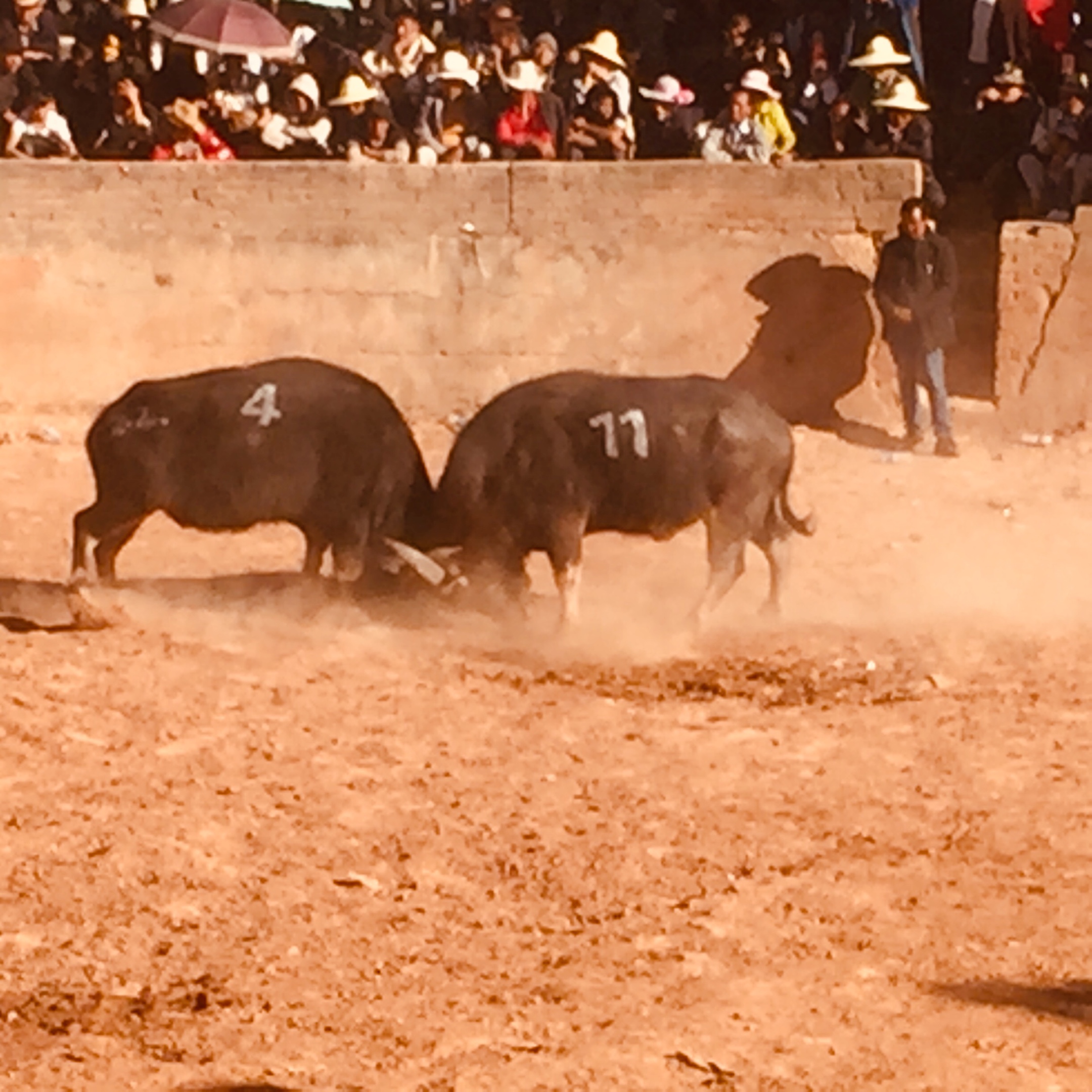 石林彝族自治县斗牛节