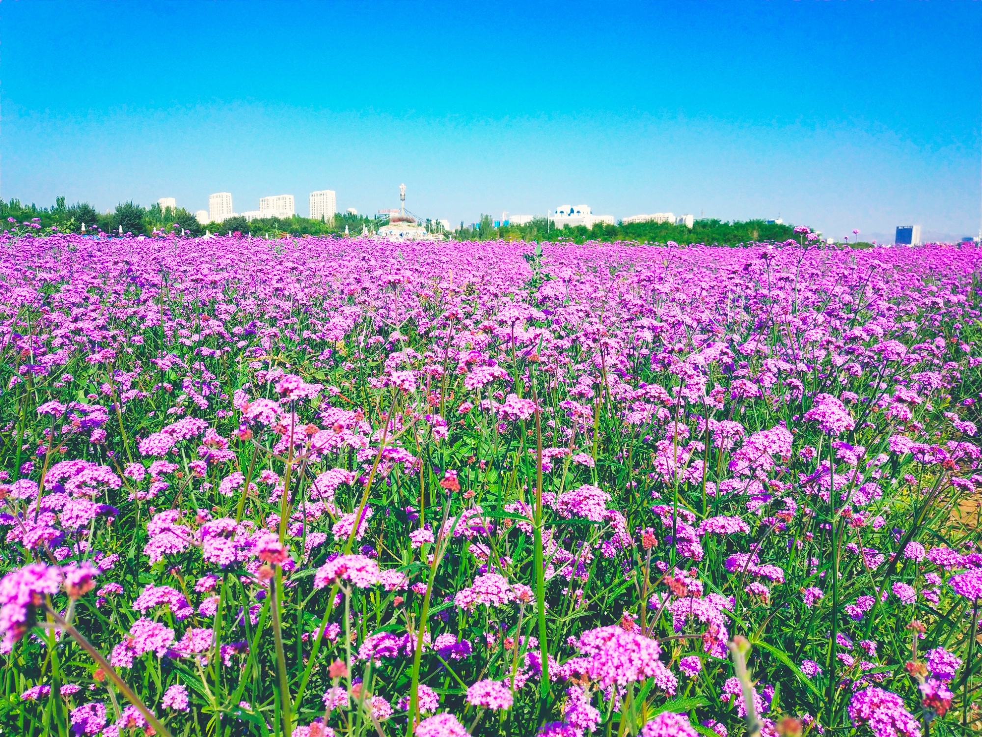 赛汗塔拉初秋的花海薰衣草