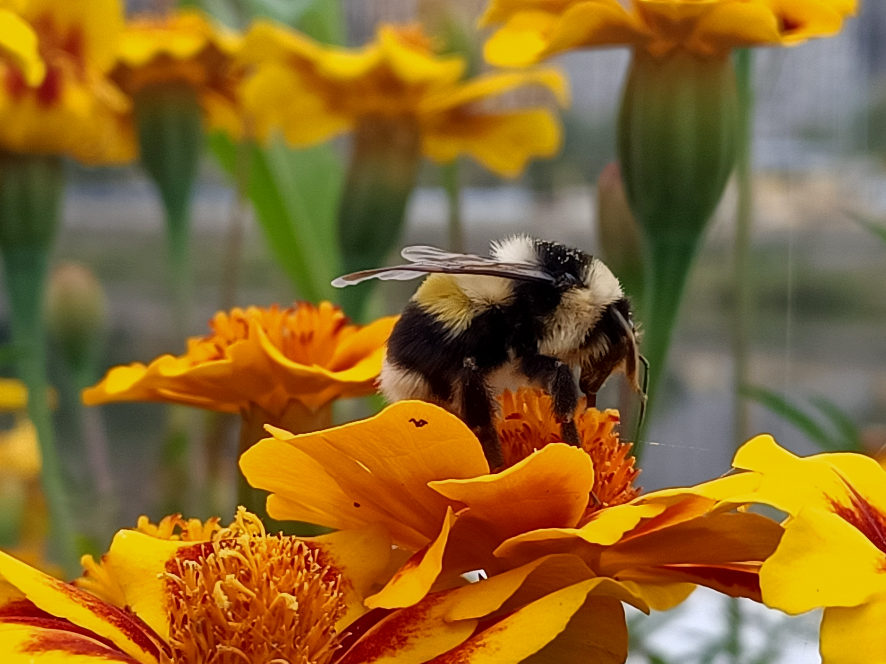 熊猫蜂(原创首发)
