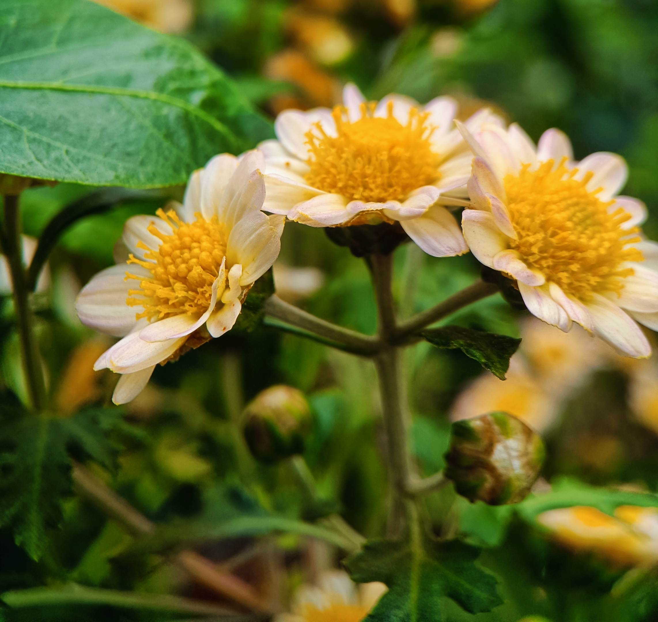 小野菊【首发】