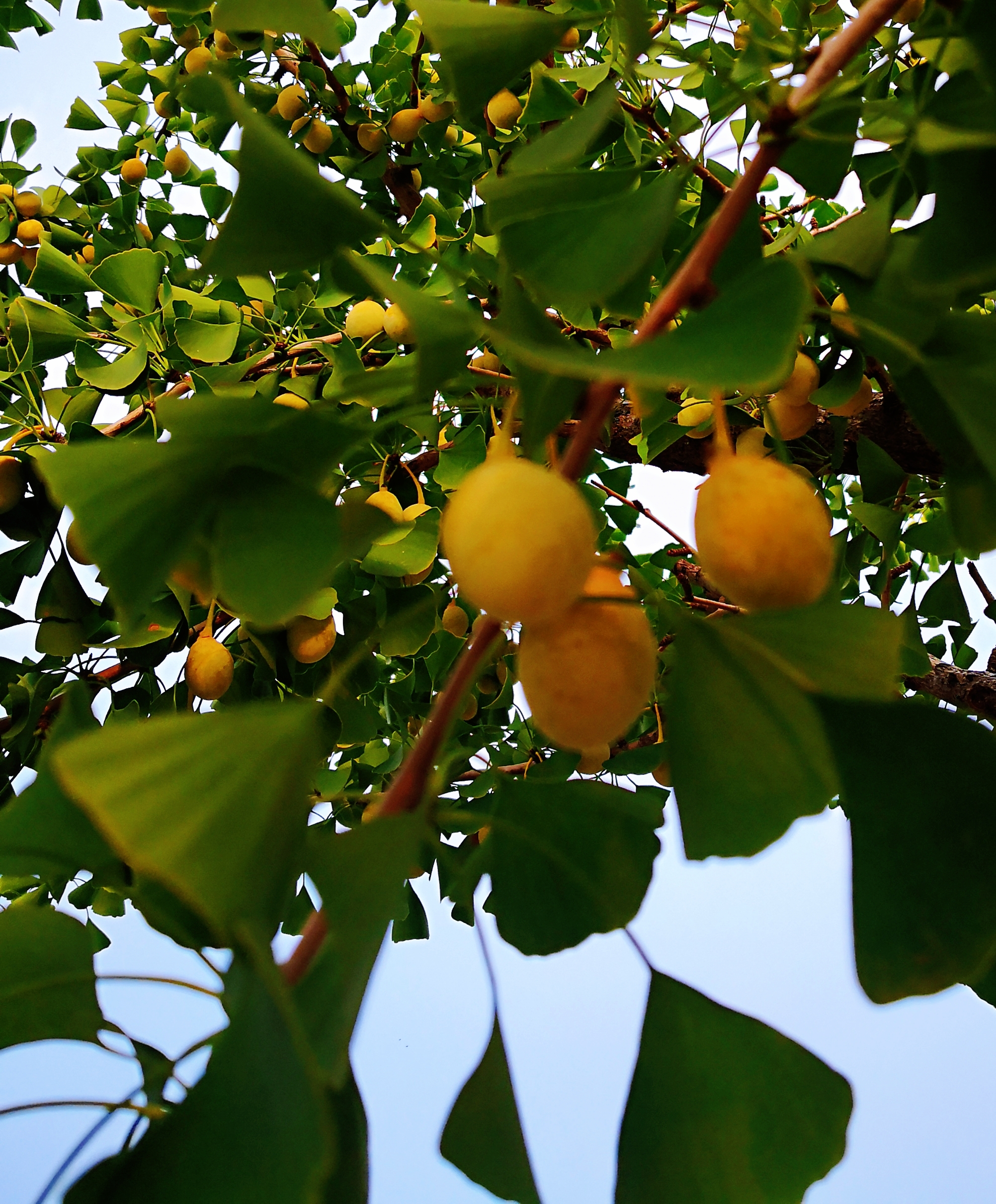 快乐行摄 银杏果飘香 【首发】