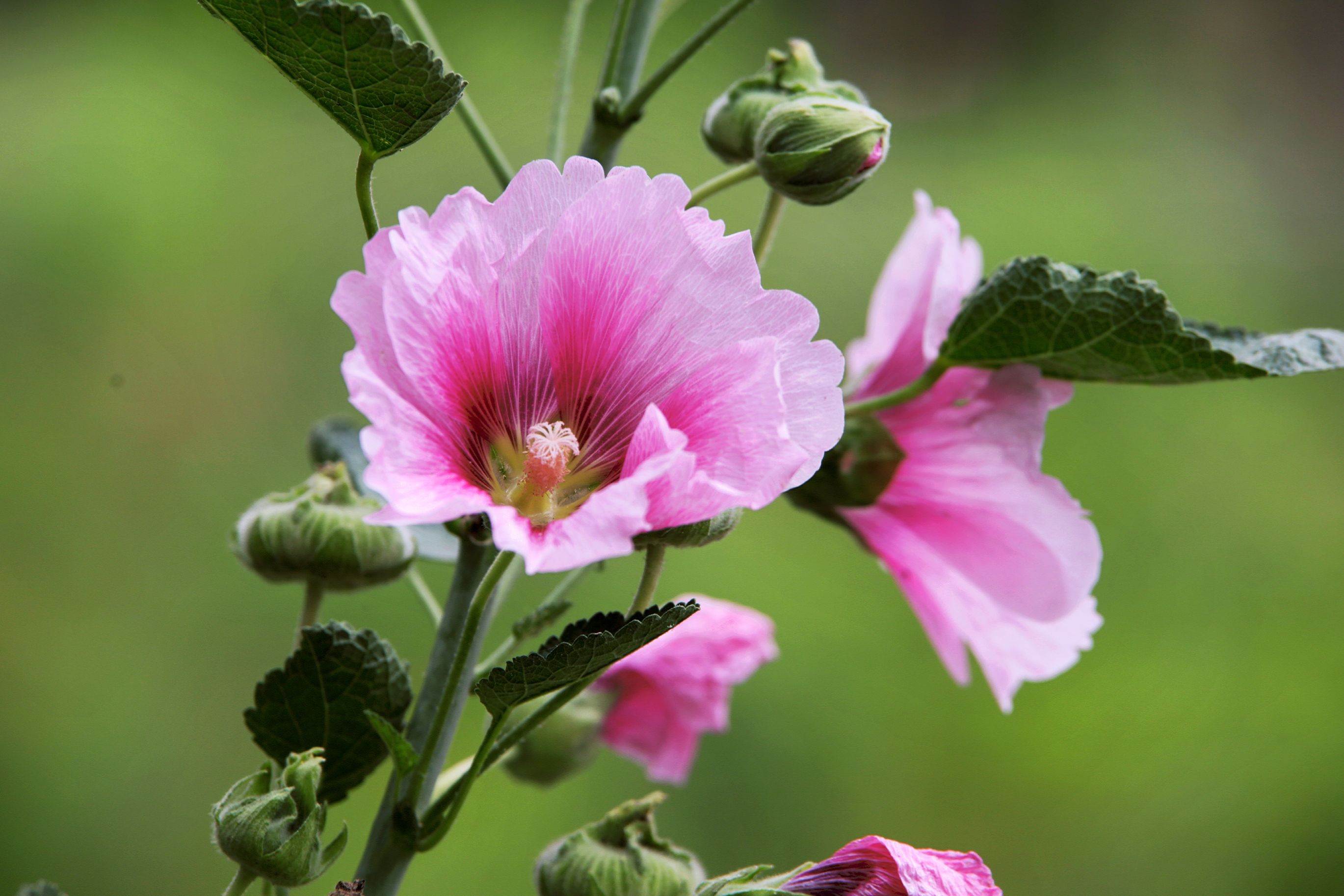 【首发】再拍蜀葵花(1)