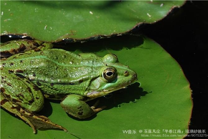 【西窗剪烛】诗词合集(第928集)之——《荷花鸟蛙》【原创首发】