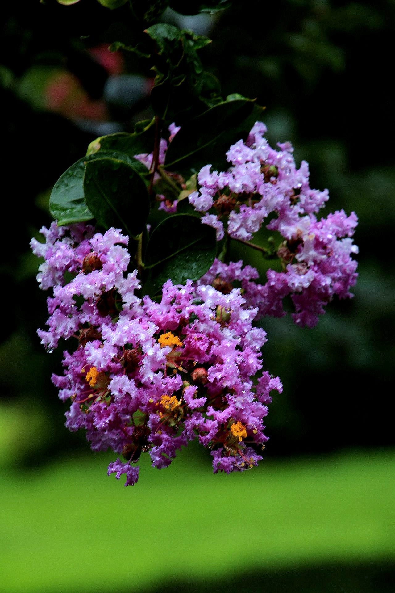 庭院菁菁紫薇朱槿花残阳61紫薇花篇