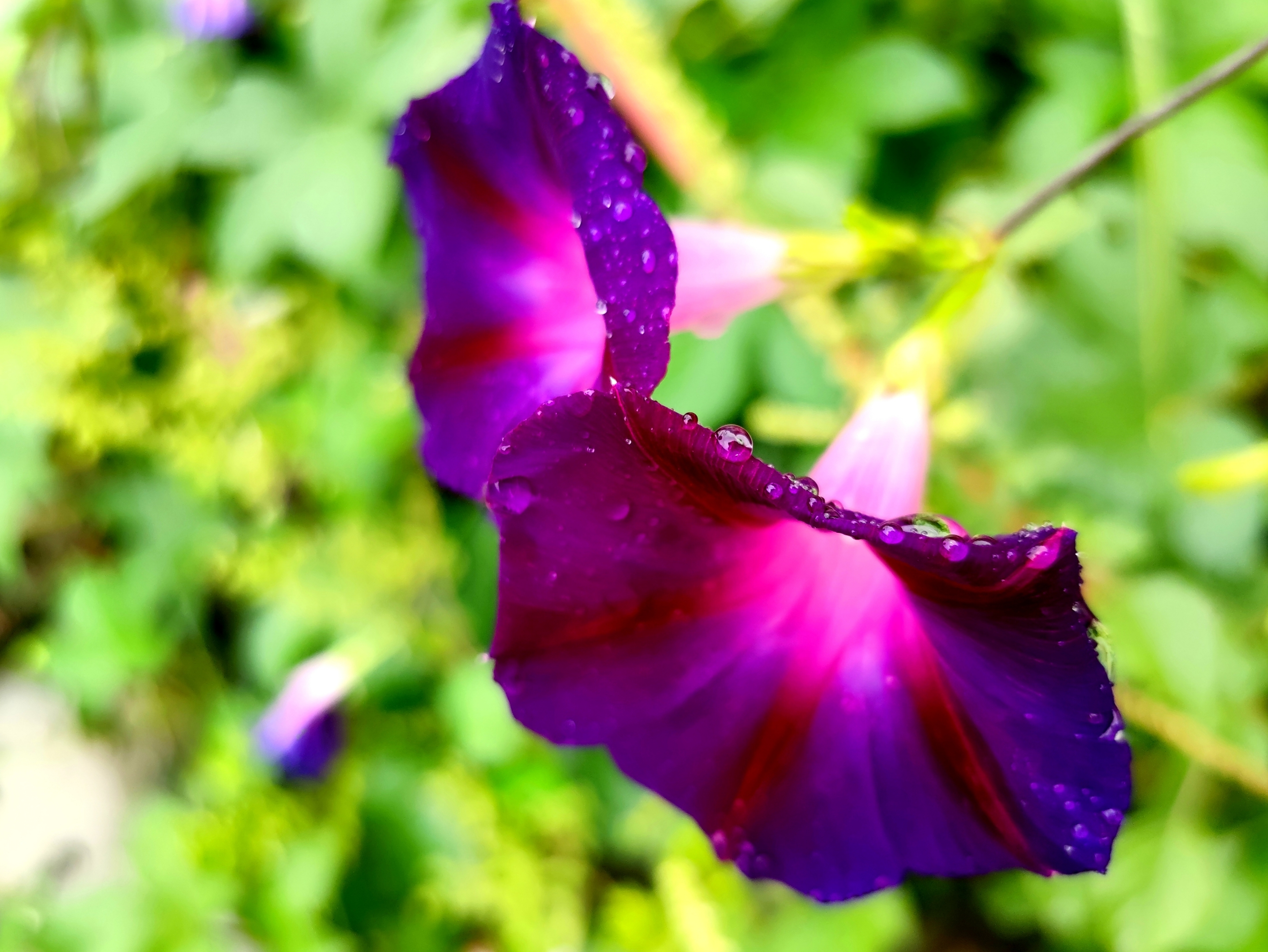 雨中微距牵牛花【vv首发】