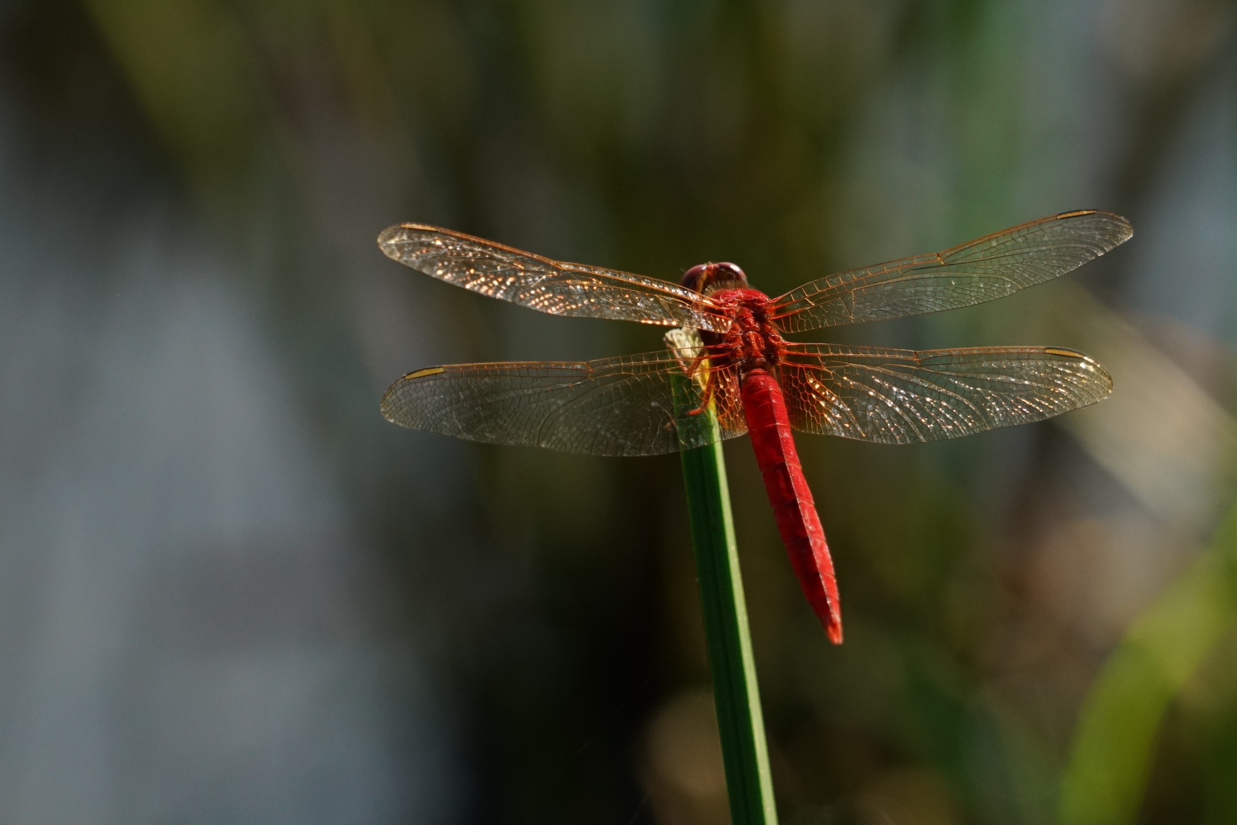 绿塘中的红蜻蜓