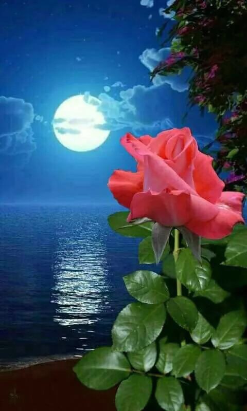 仰望星空的样子隐约看到你,就从月亮上,我正在想着,总有洒不到的距离