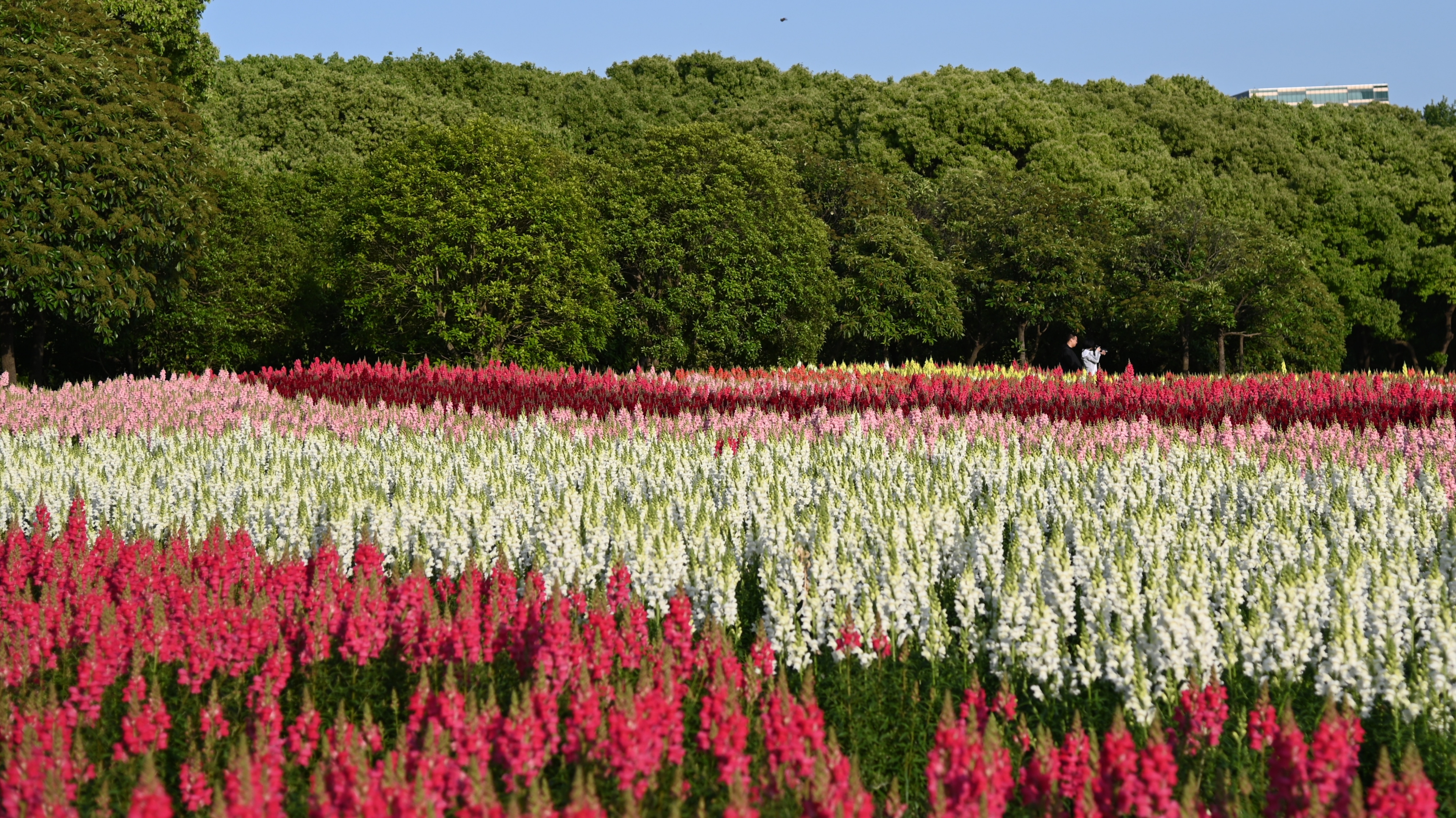 世纪公园的金鱼草《首发》