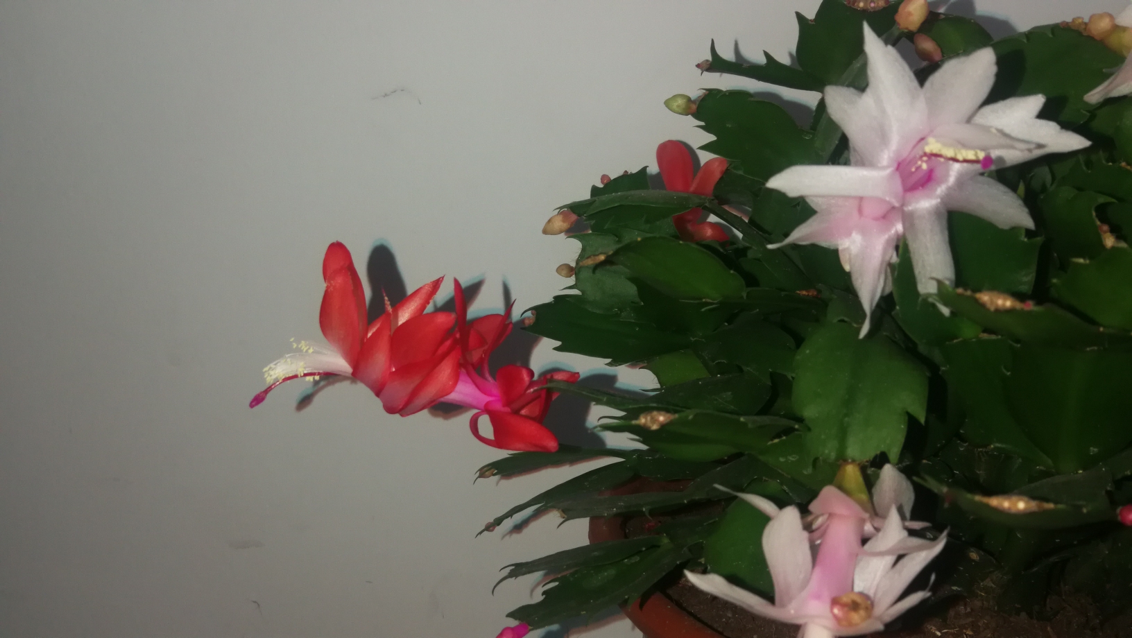 蟹爪兰
