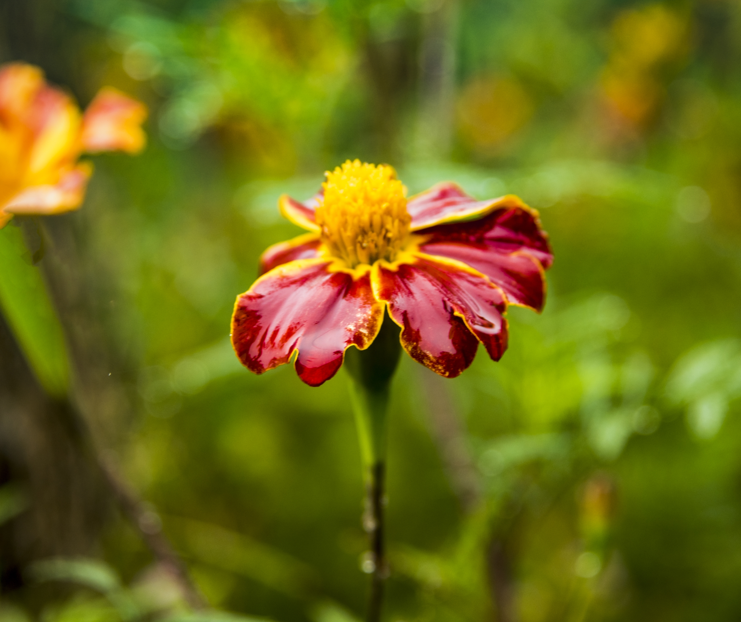 摇曳在雨中的孔雀草首发