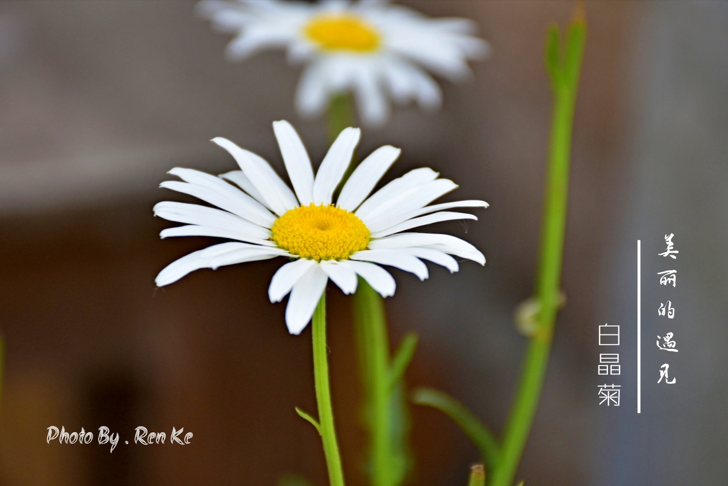 【首发】白晶菊