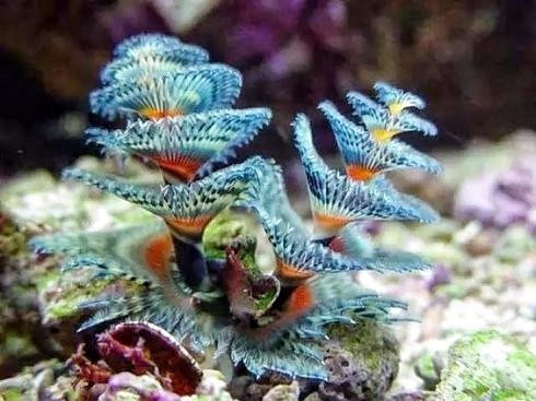 探索海洋嘀奥秘海底世界图兰奔海洋生物皆集聚五彩缤纷更稀奇色彩斑斓