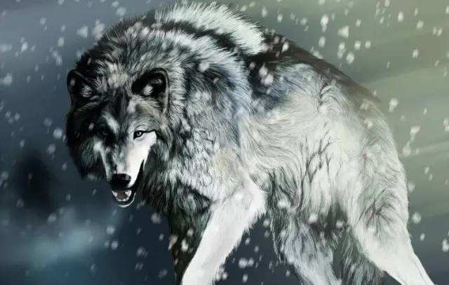 下向天长嚎 骄傲地宣誓我们是草原的主人 我是王 一只狼王的骄傲不