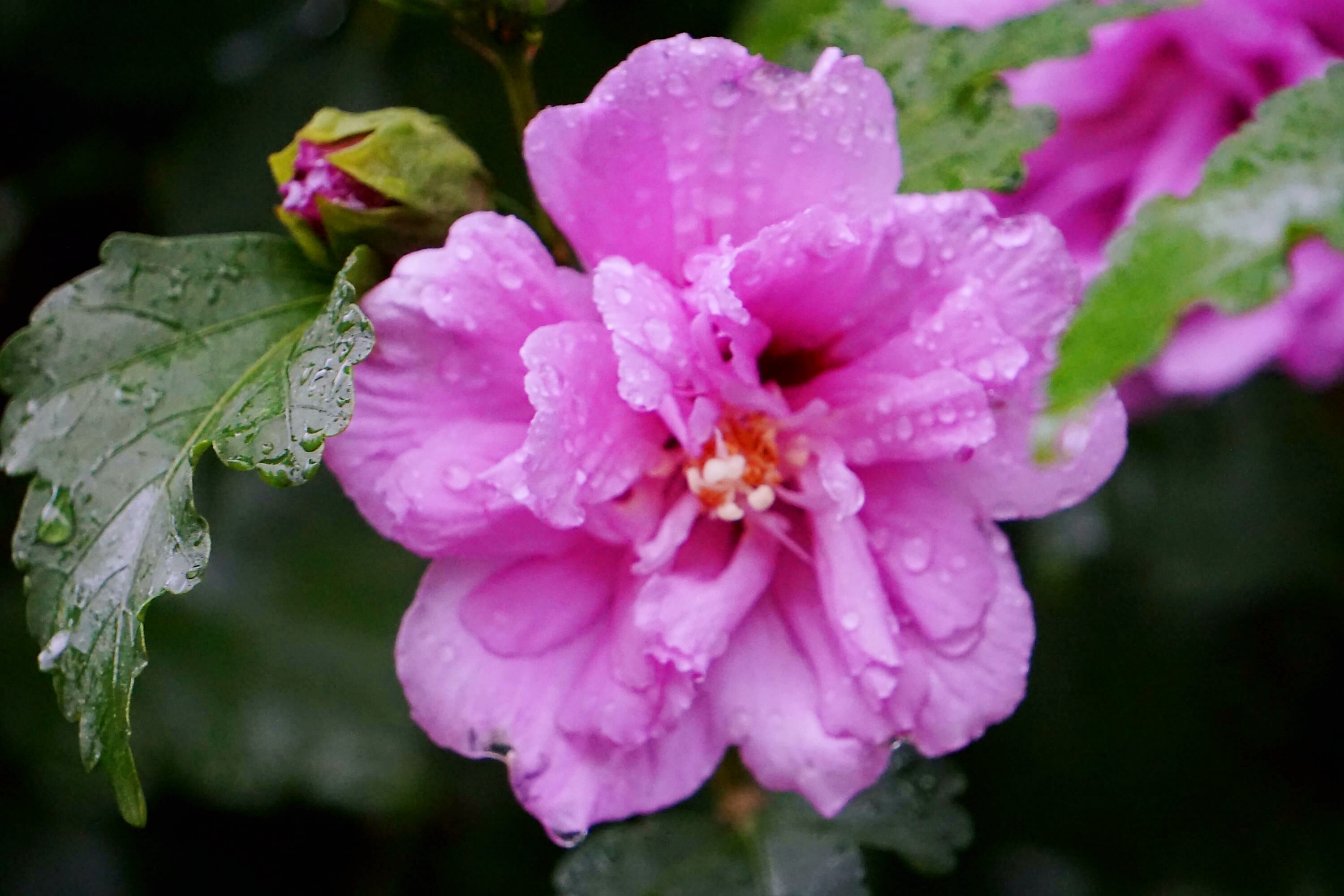 小雨中的木槿花