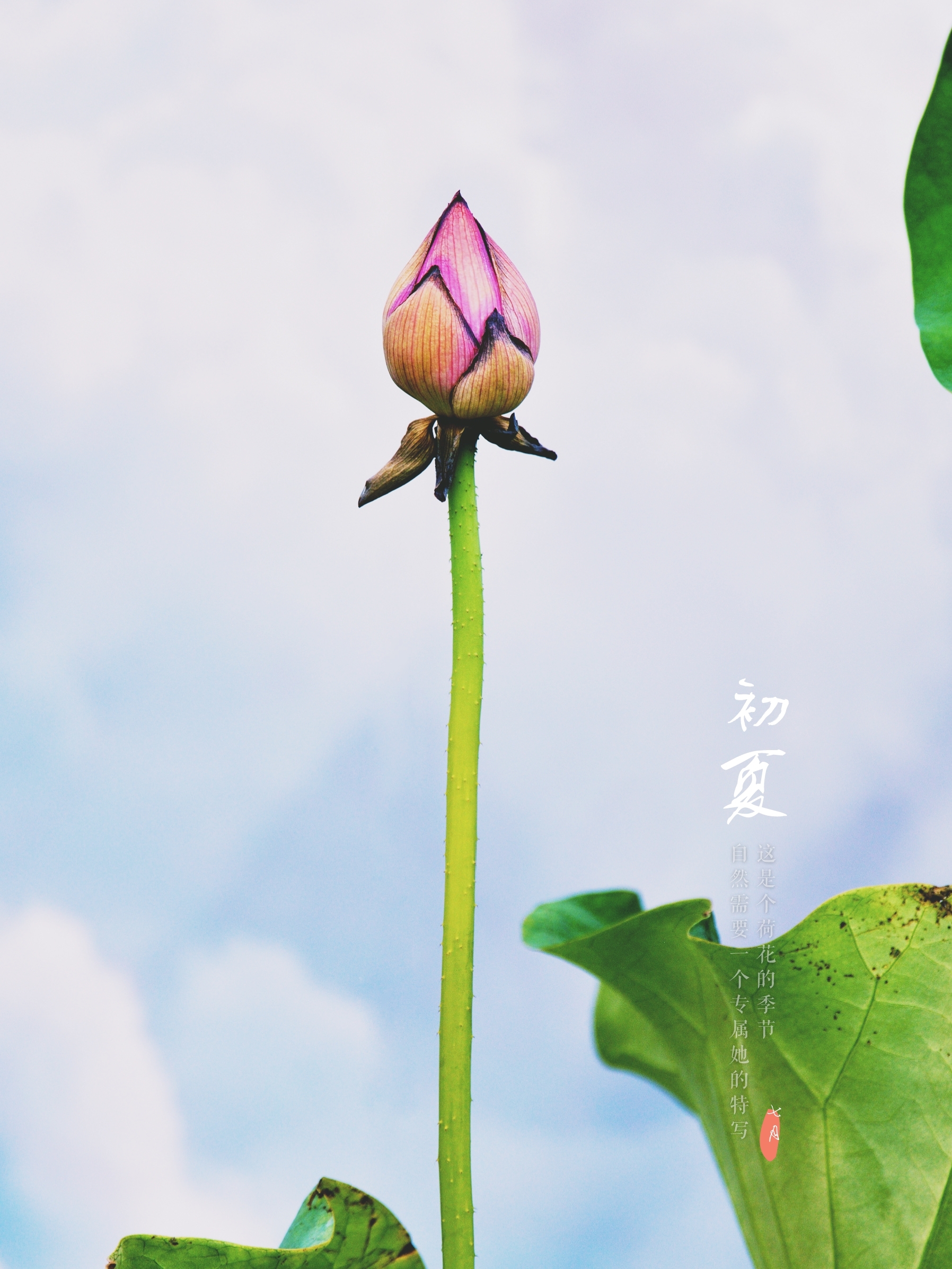 含苞待放的荷花