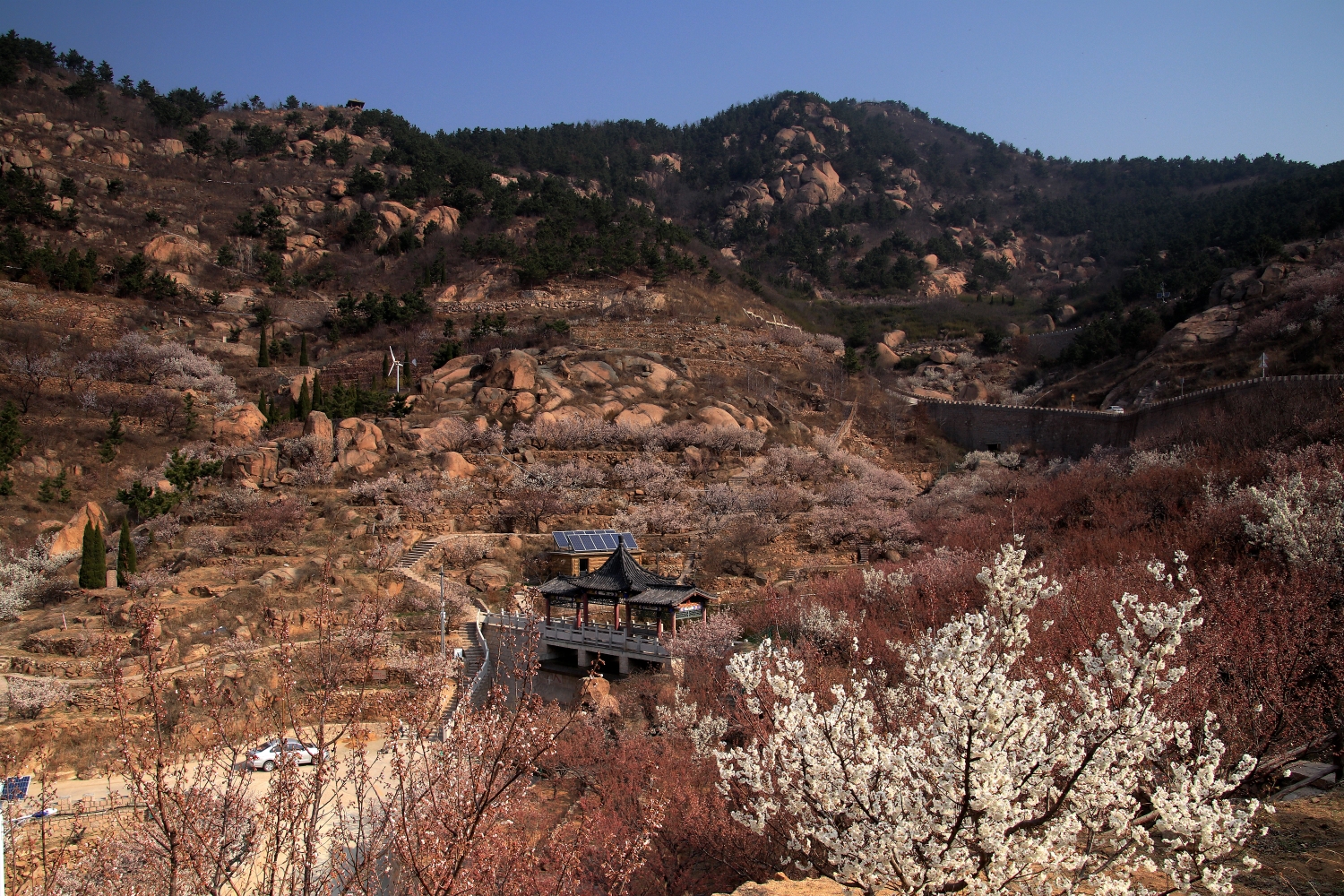 《我的春天因为有了你生活更完美》大崂樱桃谷拍摄札记杏花篇