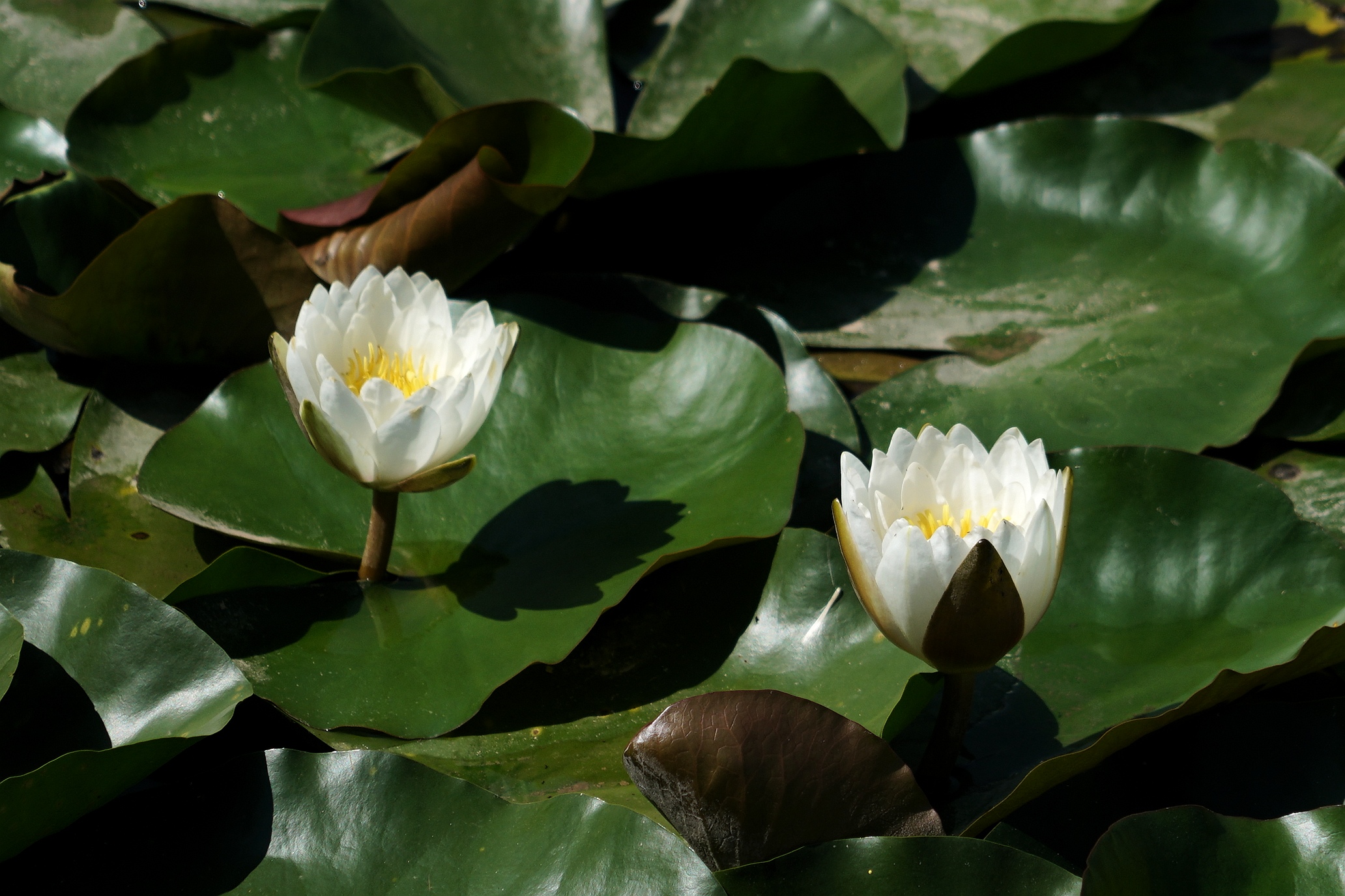 冰清玉洁水中仙