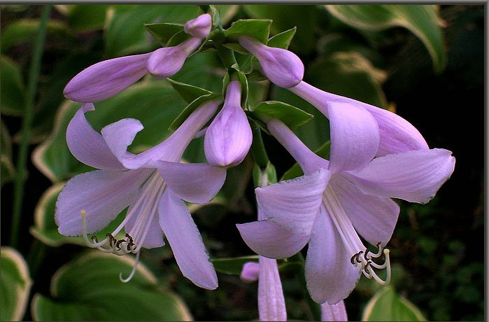 紫玉盘花图片图片