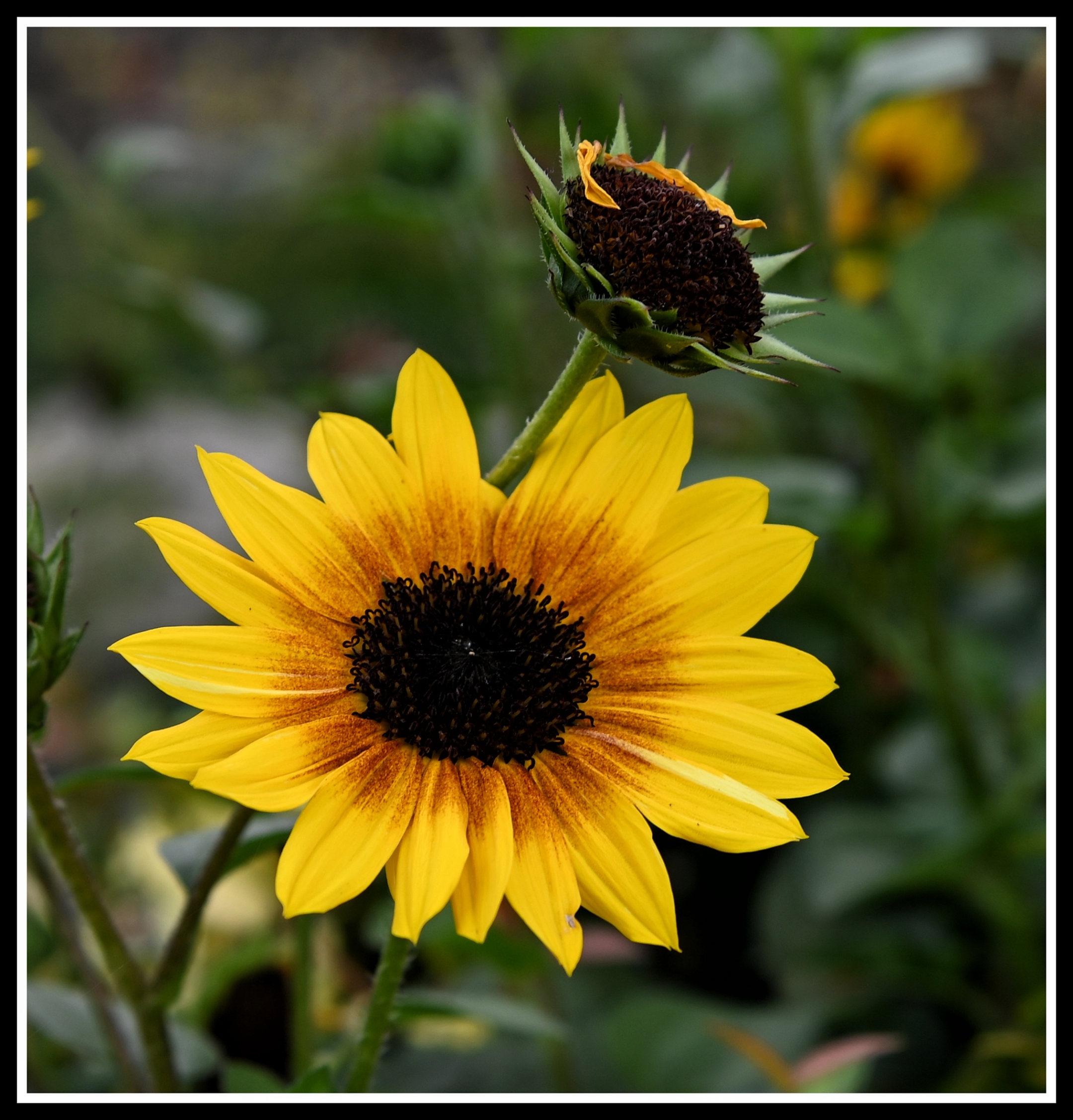 【首发】花坛中的黑心金光菊