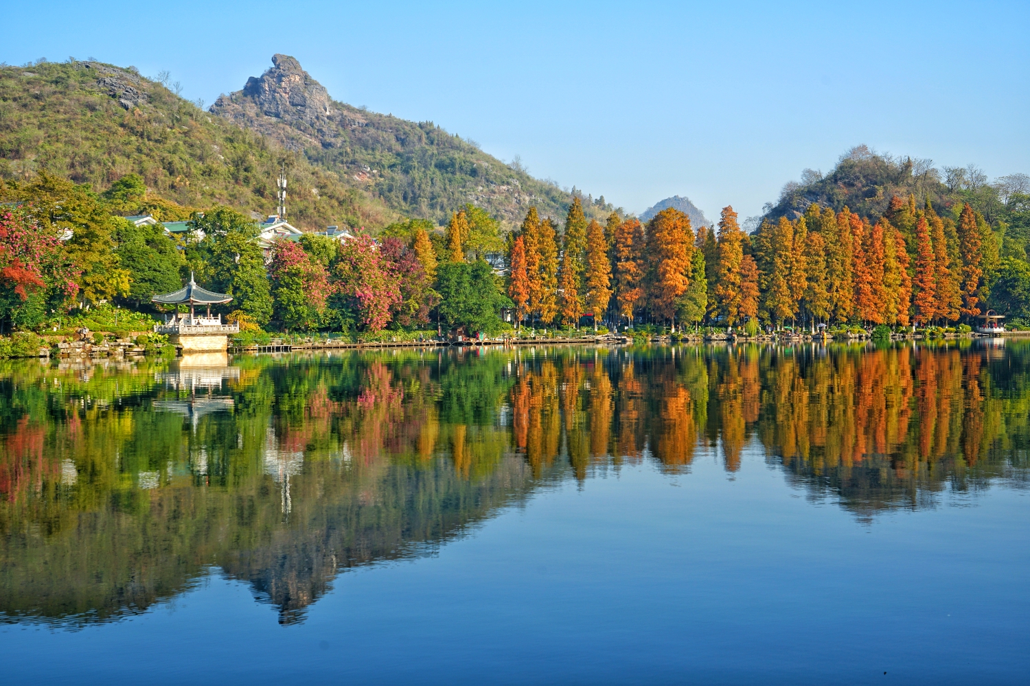 桂林桂湖银杏纯金黄季
