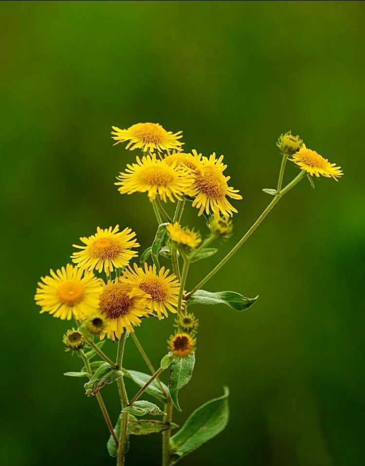 旋覆花《首发》