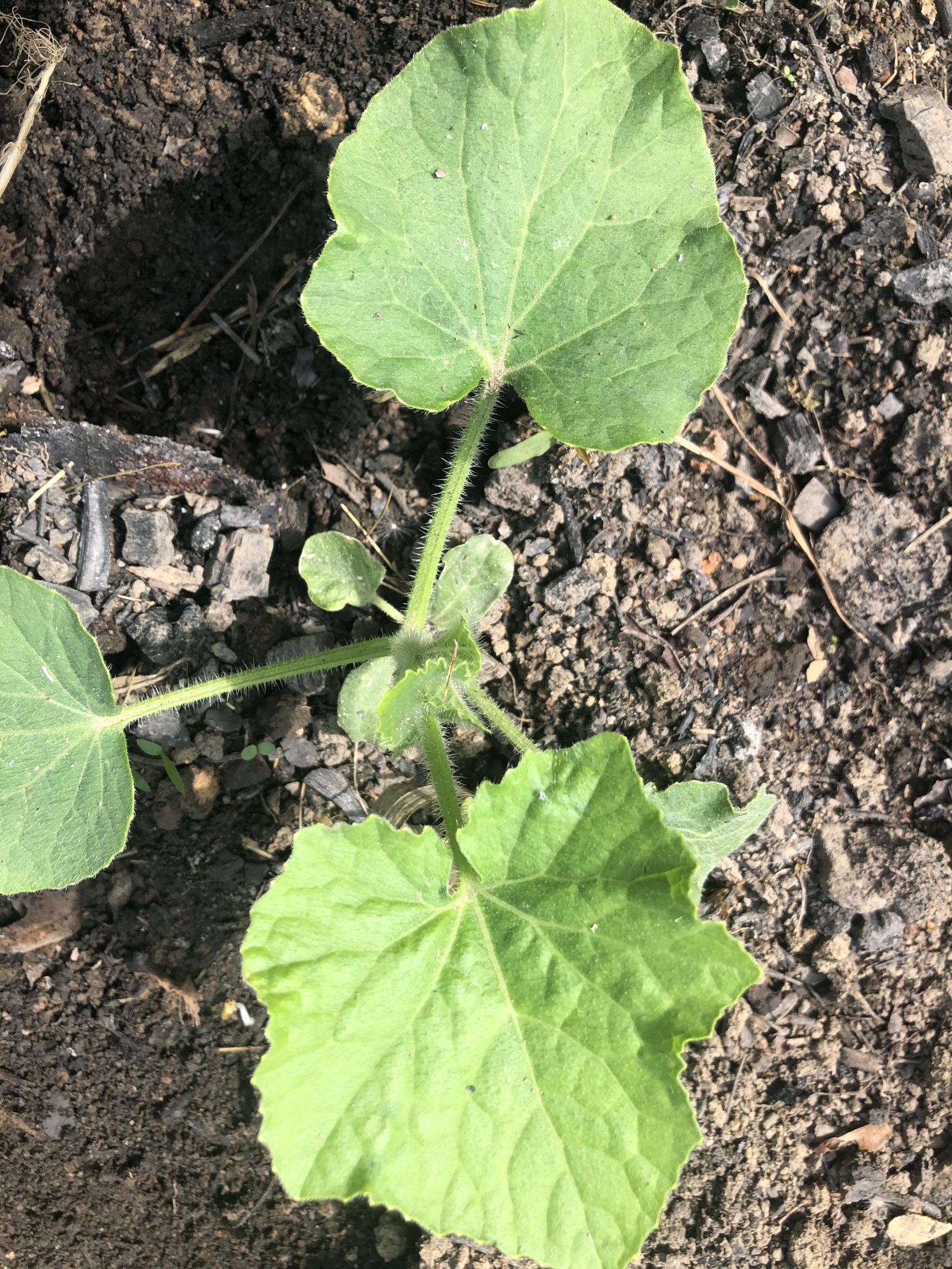 8号早上突然看见小黄瓜啦6/8早上茶豆苗长豇豆苗辣椒苗(6/8下地)pole