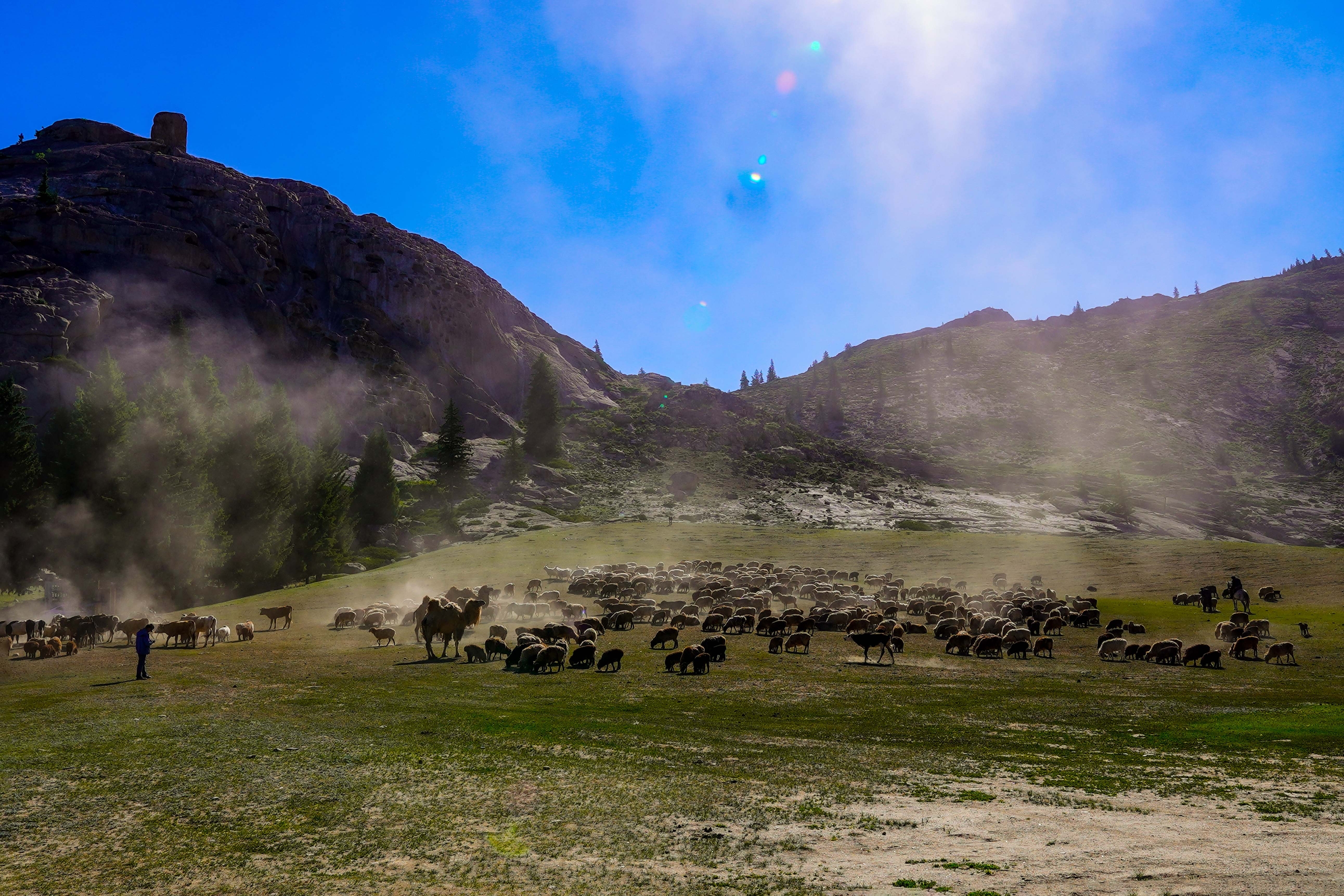 可可托海牧羊群