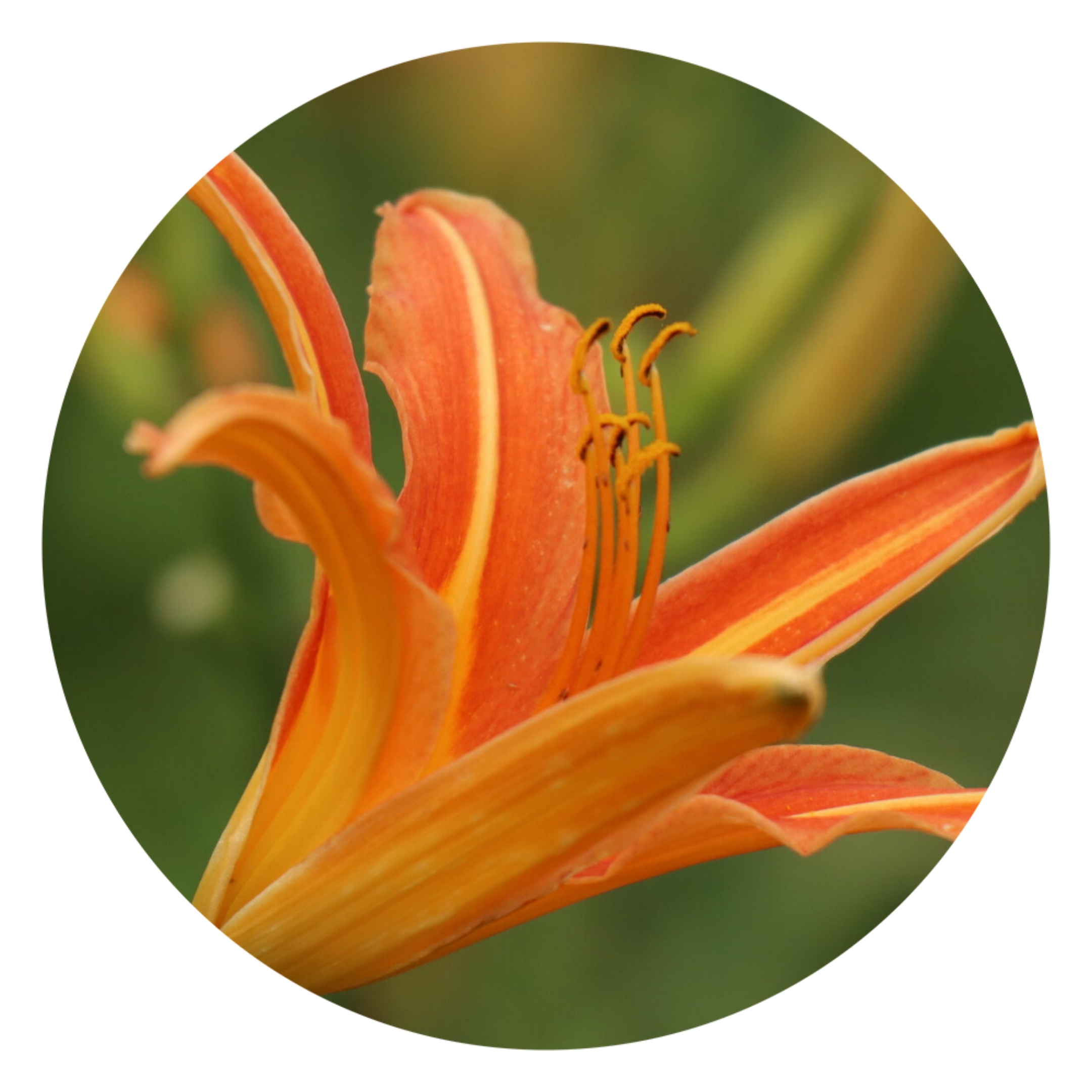 搜索后发现萱草也是有许多品种众多颜色的,并非