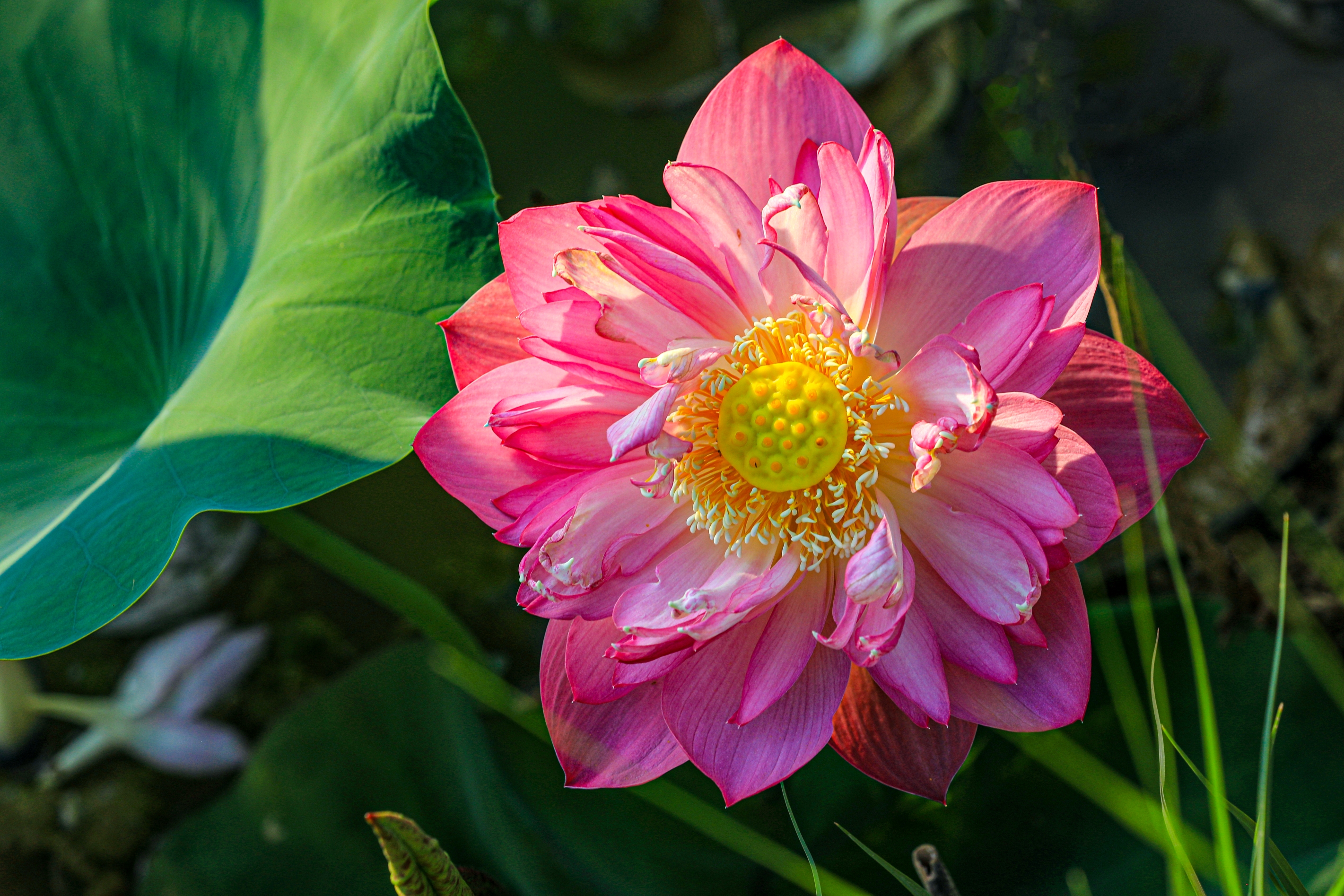 又见并蒂莲 花开太阳渡