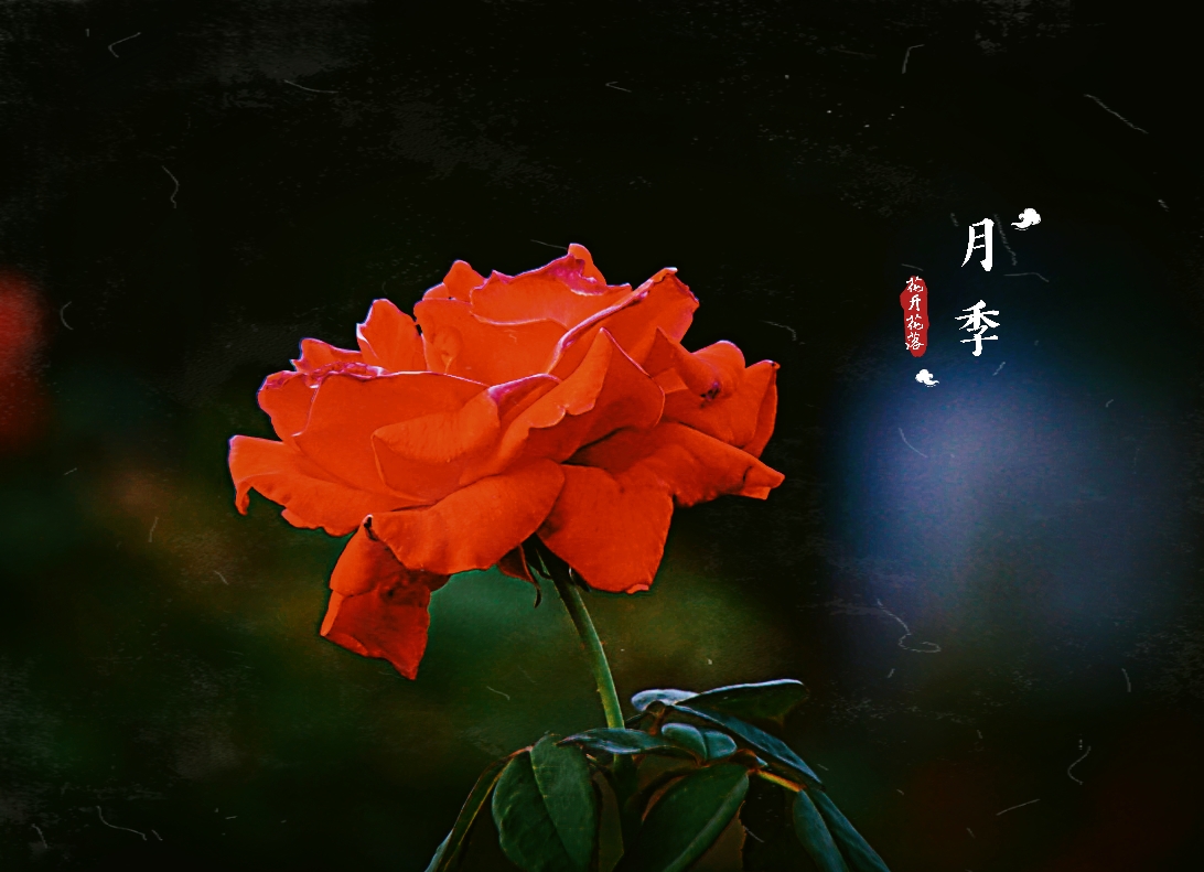 妩媚的月季花-5(首发)