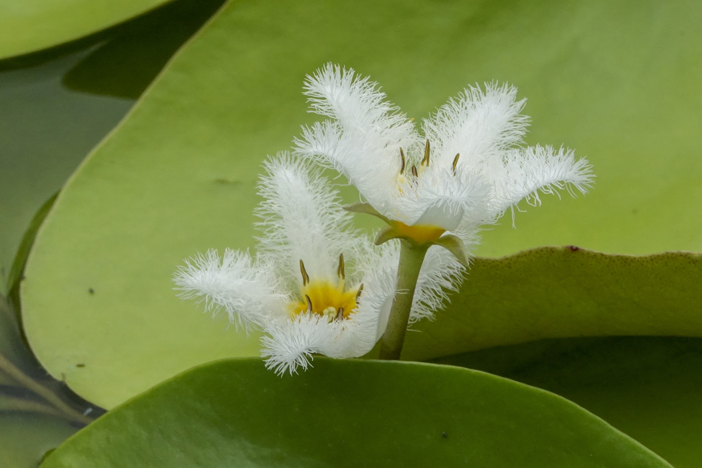 金银莲花又名印度莕菜,是公园常见的水生花卉,叶似睡莲,椭圆形至