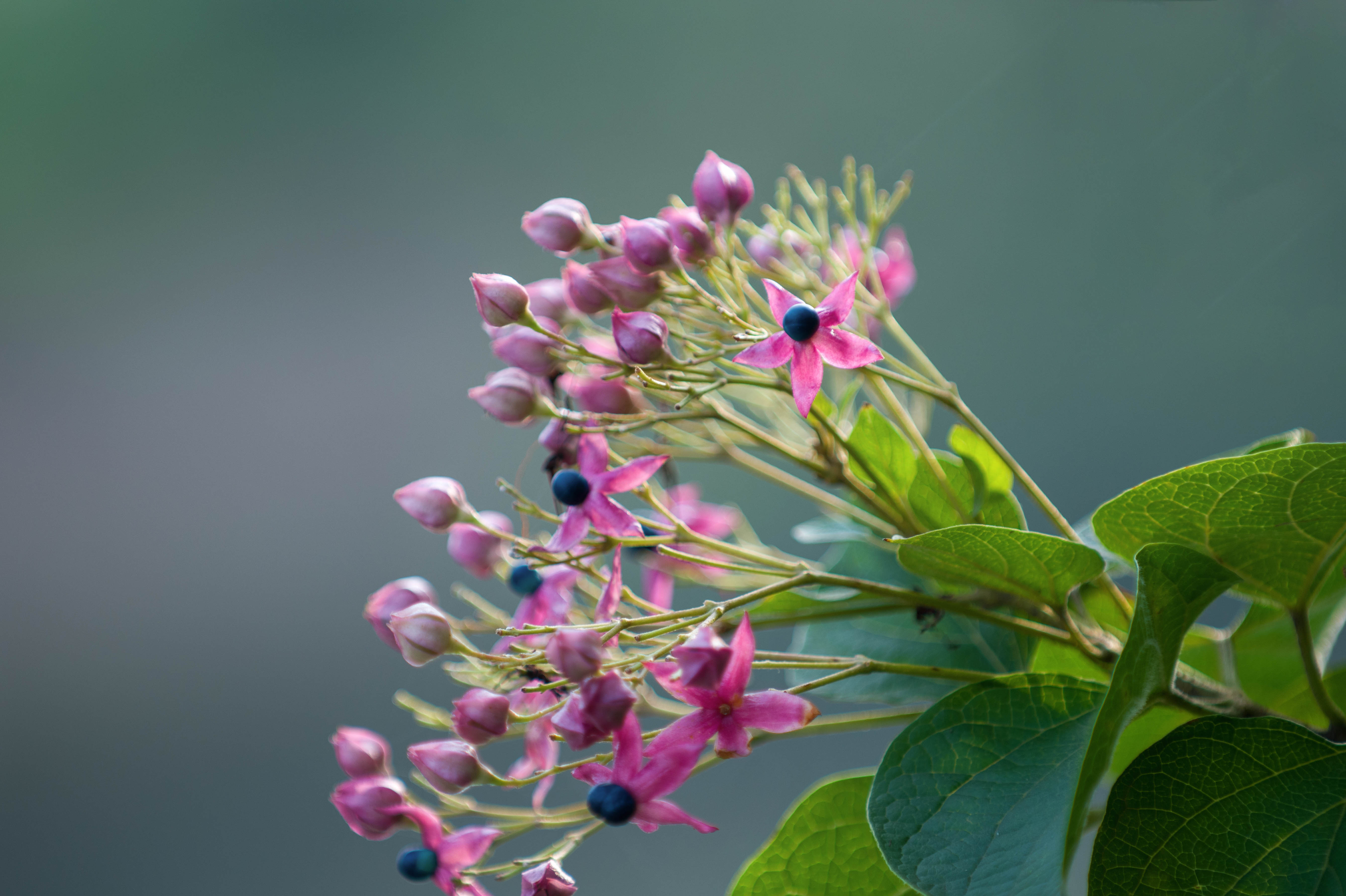 (首发)海州常山