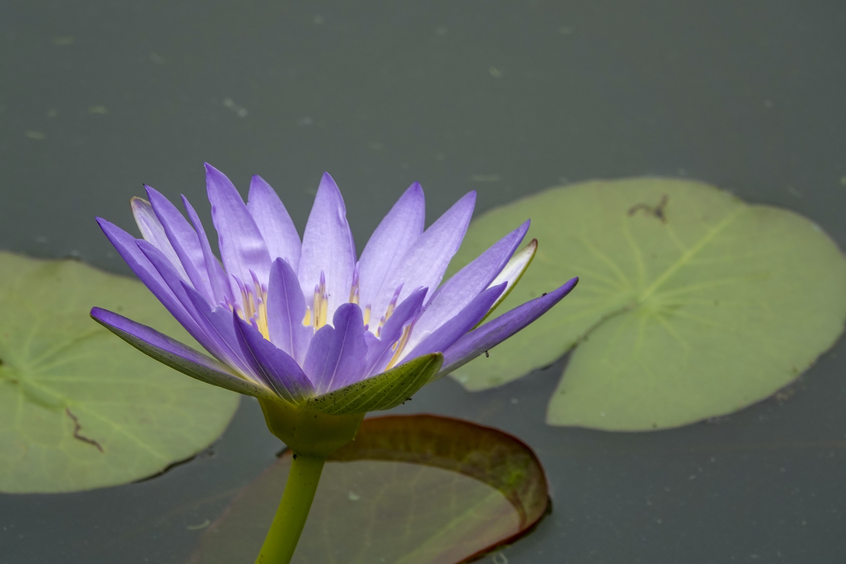 【首发】五彩莲花(五)