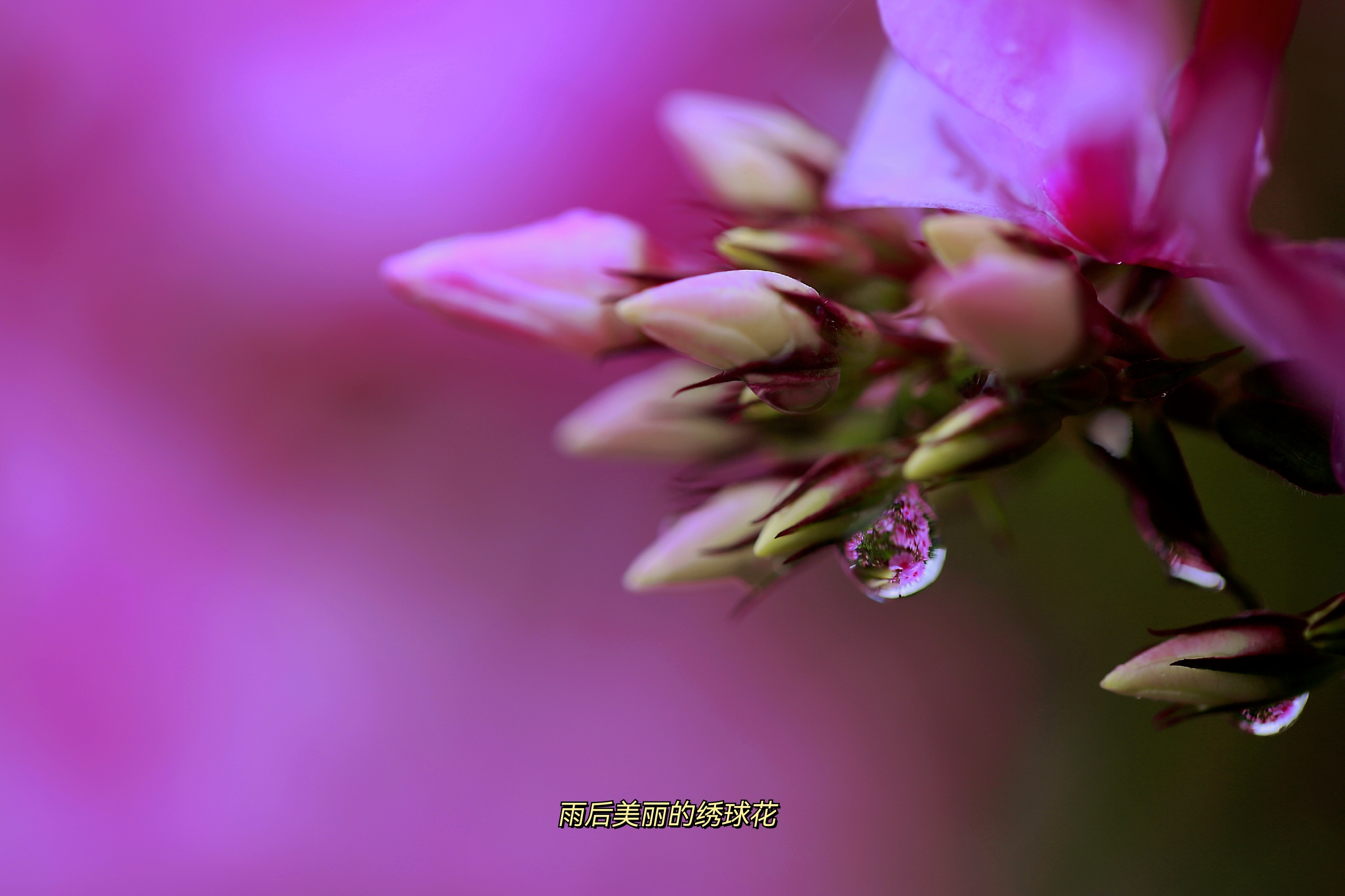 首发 雨后美丽的绣球花